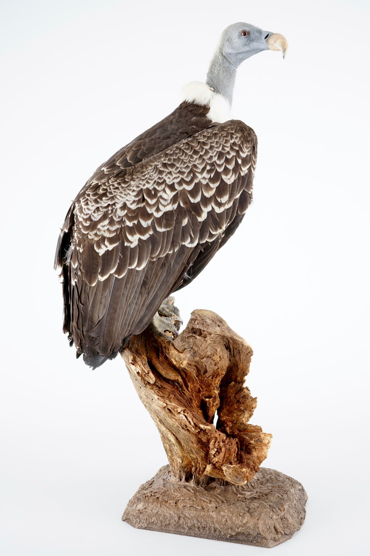 A Rüppell's vulture, presented on branch, recent taxidermy H.: 94,5 cm Incl. the original invoice.