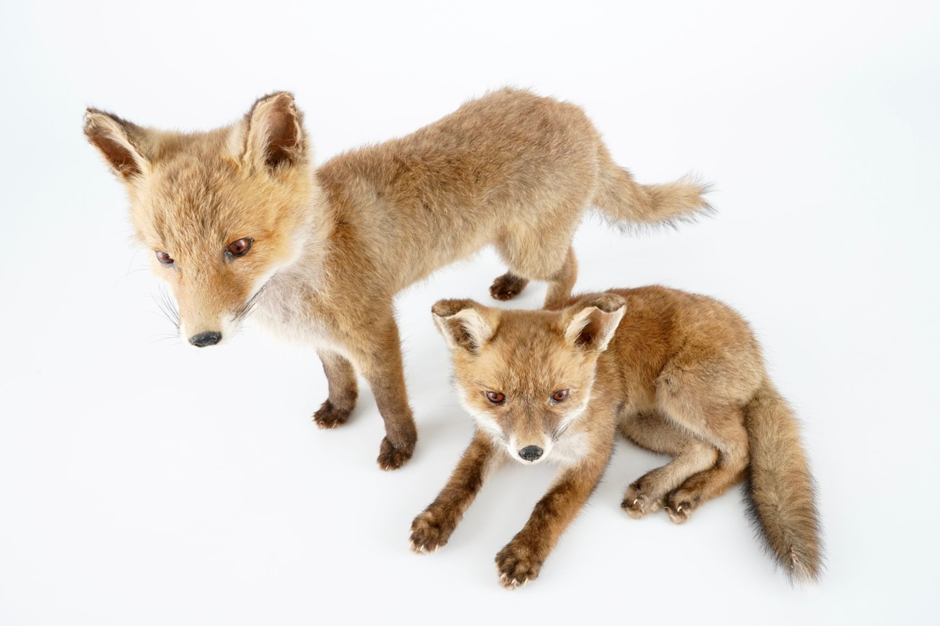 Two fox cubs, modern taxidermy, 2nd half 20th C. H.: 39,5 cm (the standing specimen) Condition - Image 6 of 7