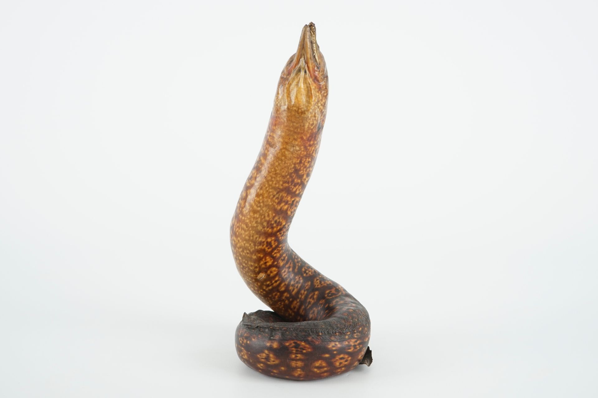 A moray eel, taxidermy, early 20th C. H.: 28 cm Condition reports and high resolution pictures are - Image 3 of 7