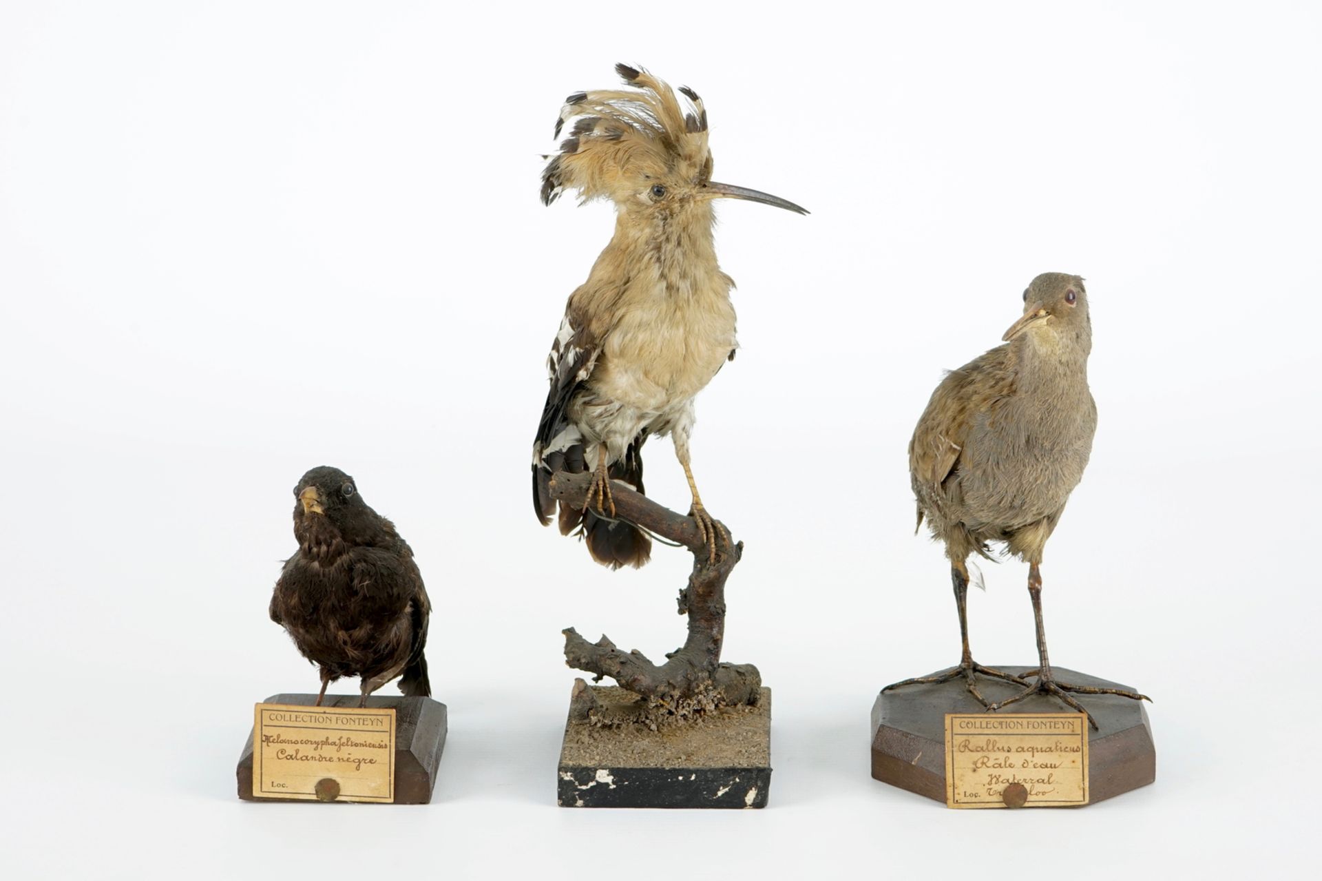 A collection of 5 birds, taxidermy, 19/20th C. H.: 47 cm (the tallest) Two labelled "Collection - Image 8 of 11