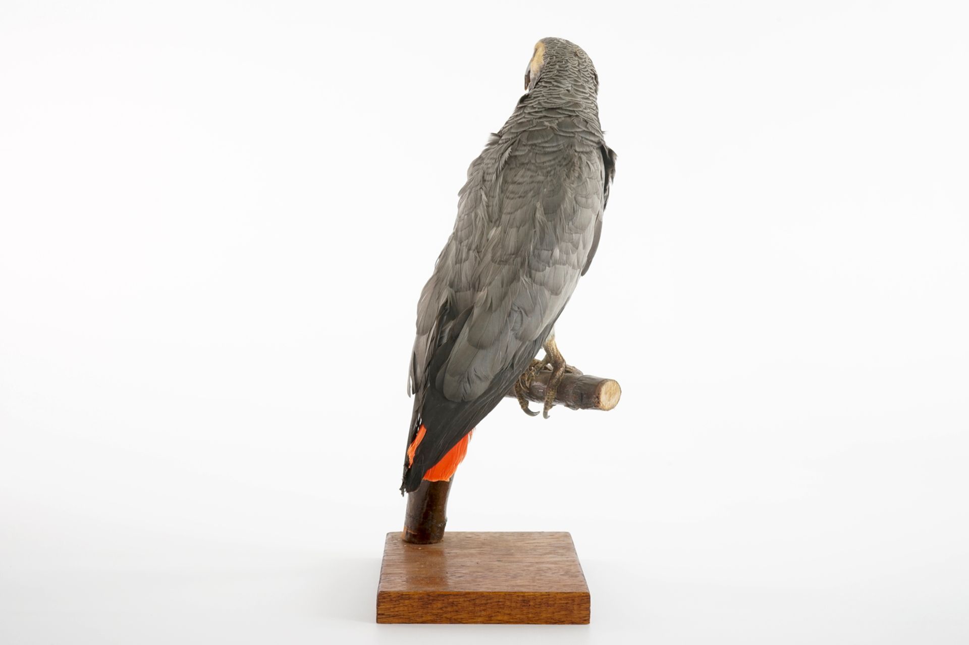 An African grey parrot, taxidermy, 20th C. H.: 26 cm (incl. stand) Condition reports and high - Image 3 of 5