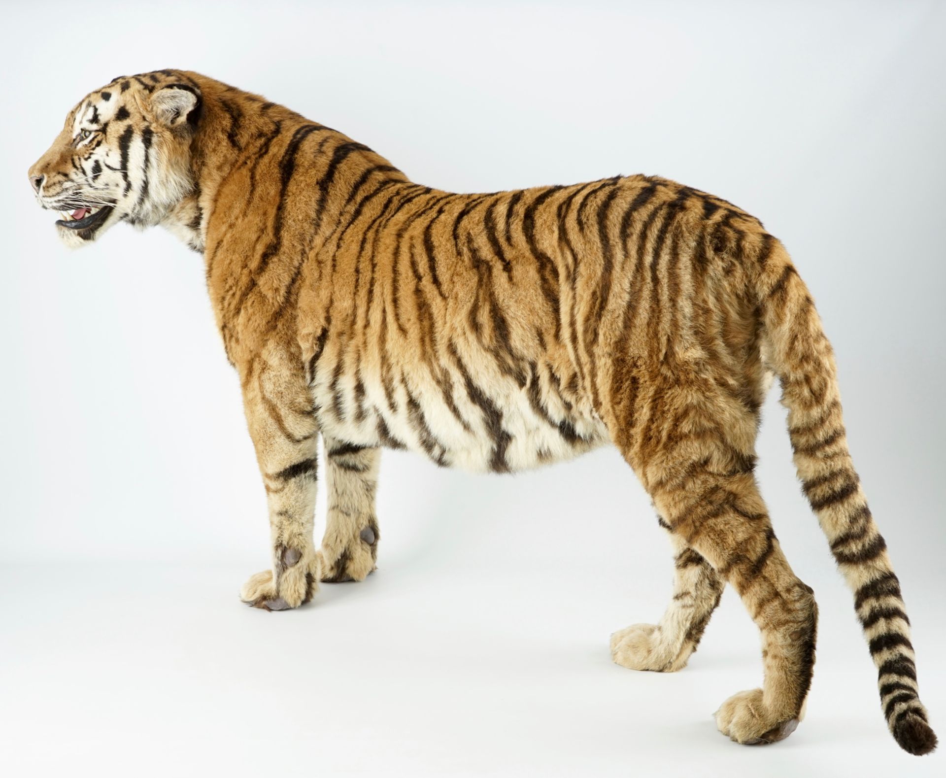 A Bengal tiger, presented standing, recent taxidermy L.: 168 cm - H.: 97 cm Of very good quality. - Image 4 of 9