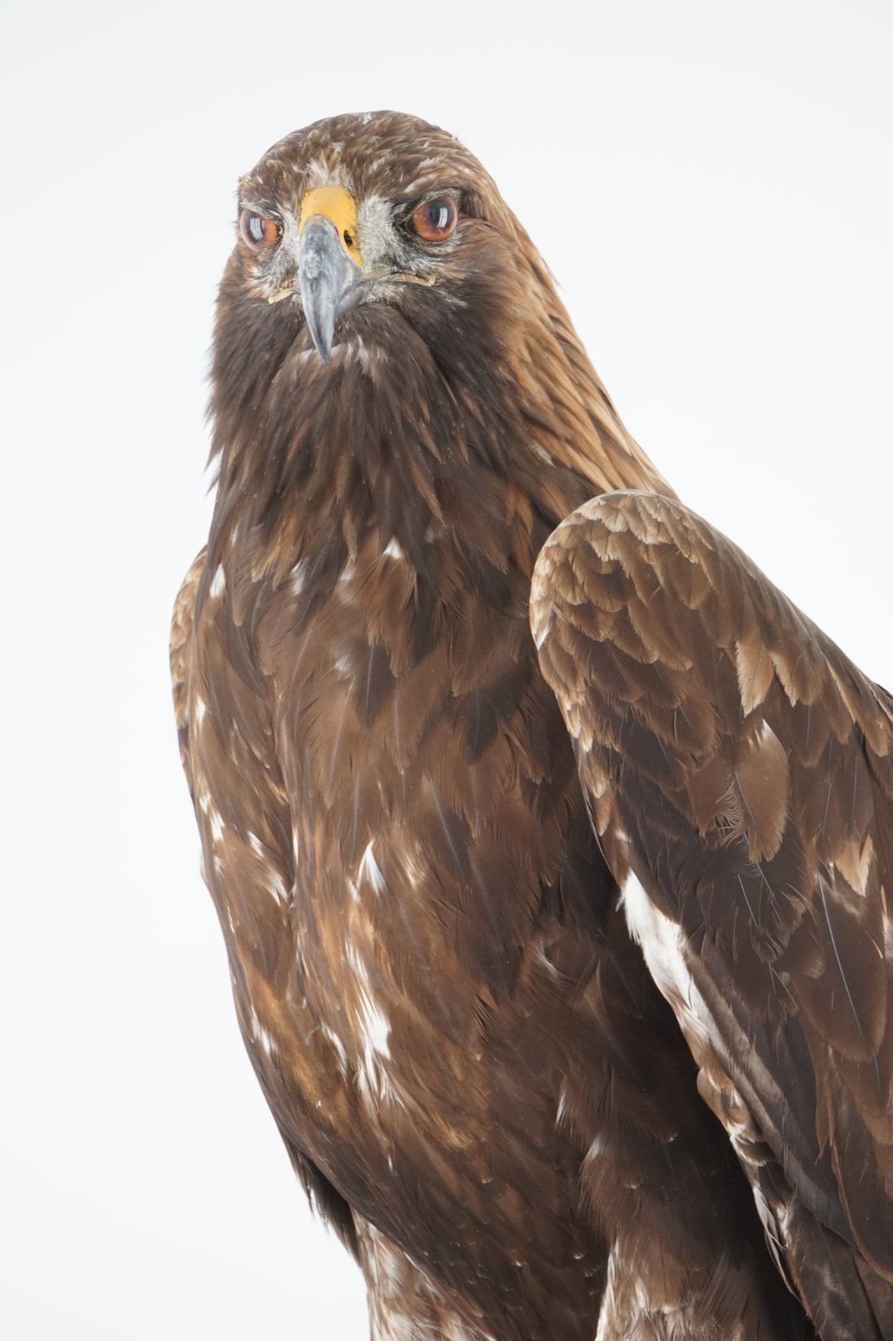 A large female golden eagle, presented standing, modern taxidermy H.: 99 cm Condition reports and - Image 6 of 7