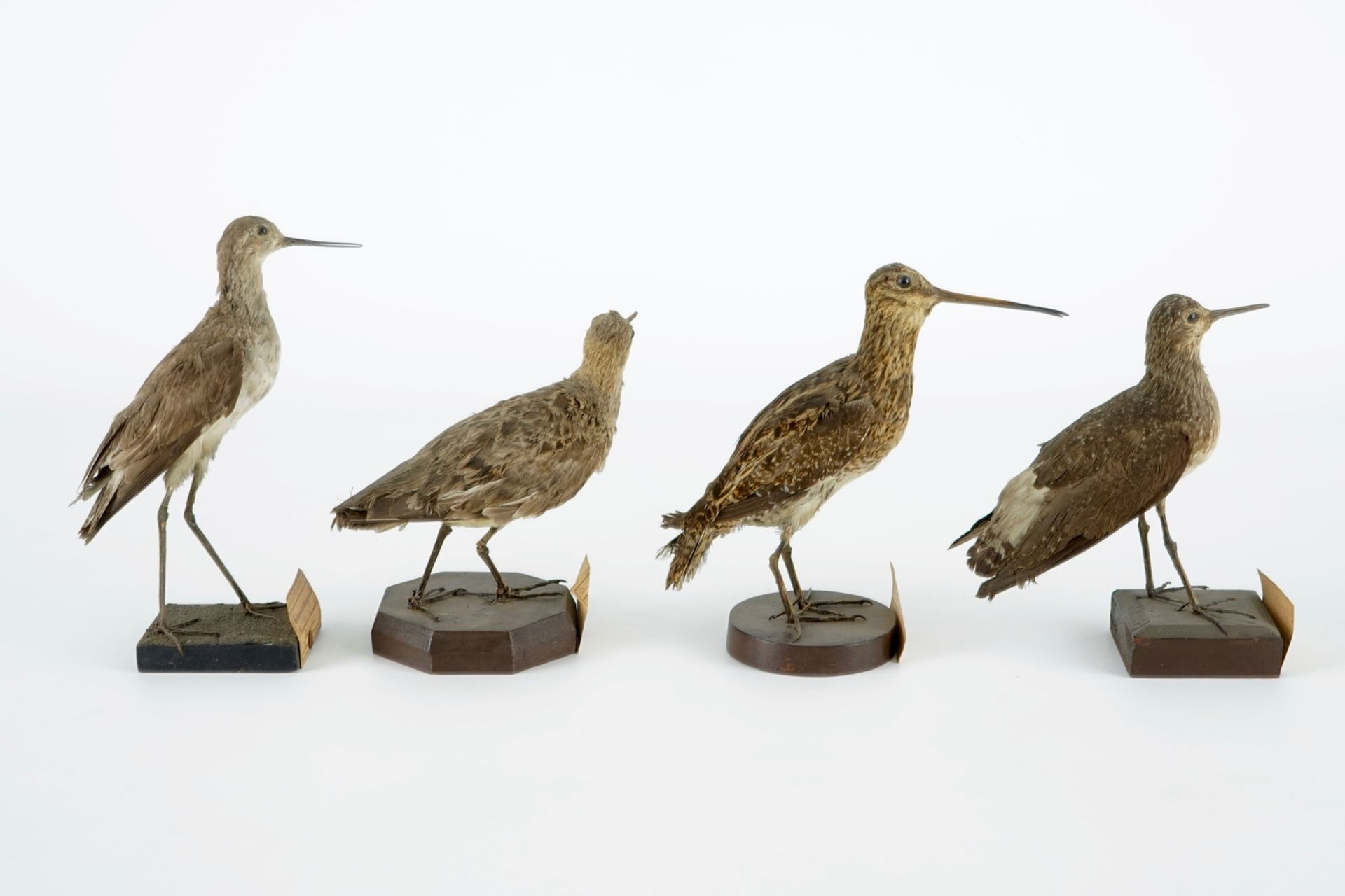 A collection of 20 birds and a nest, taxidermy, 19/20th C. H.: 23,5 cm (the tallest) Several - Image 9 of 21