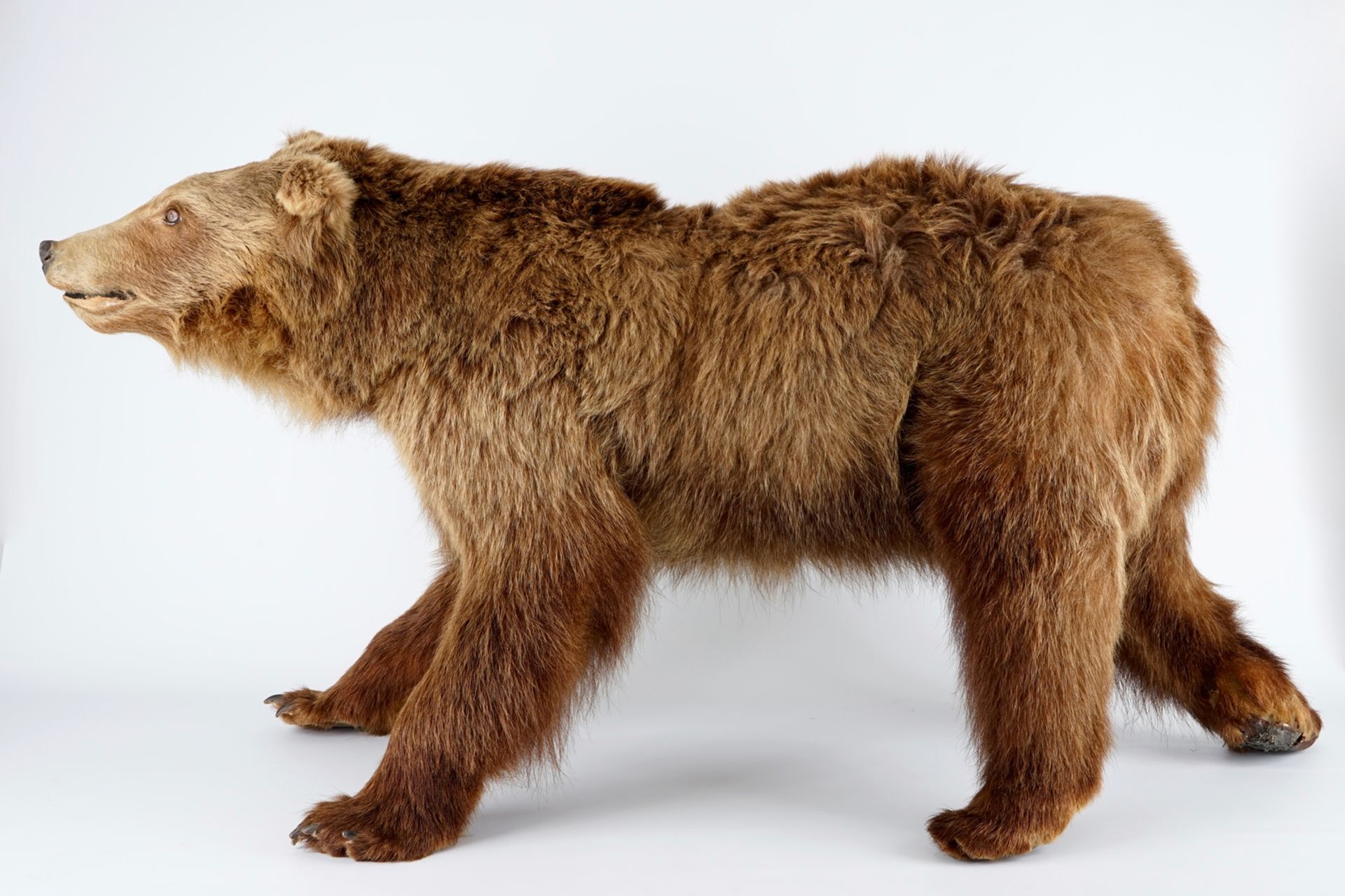 A brown bear, presented standing, taxidermy L.: 154 cm - H.: 80 cm With CITES certificate. Condition - Image 2 of 5