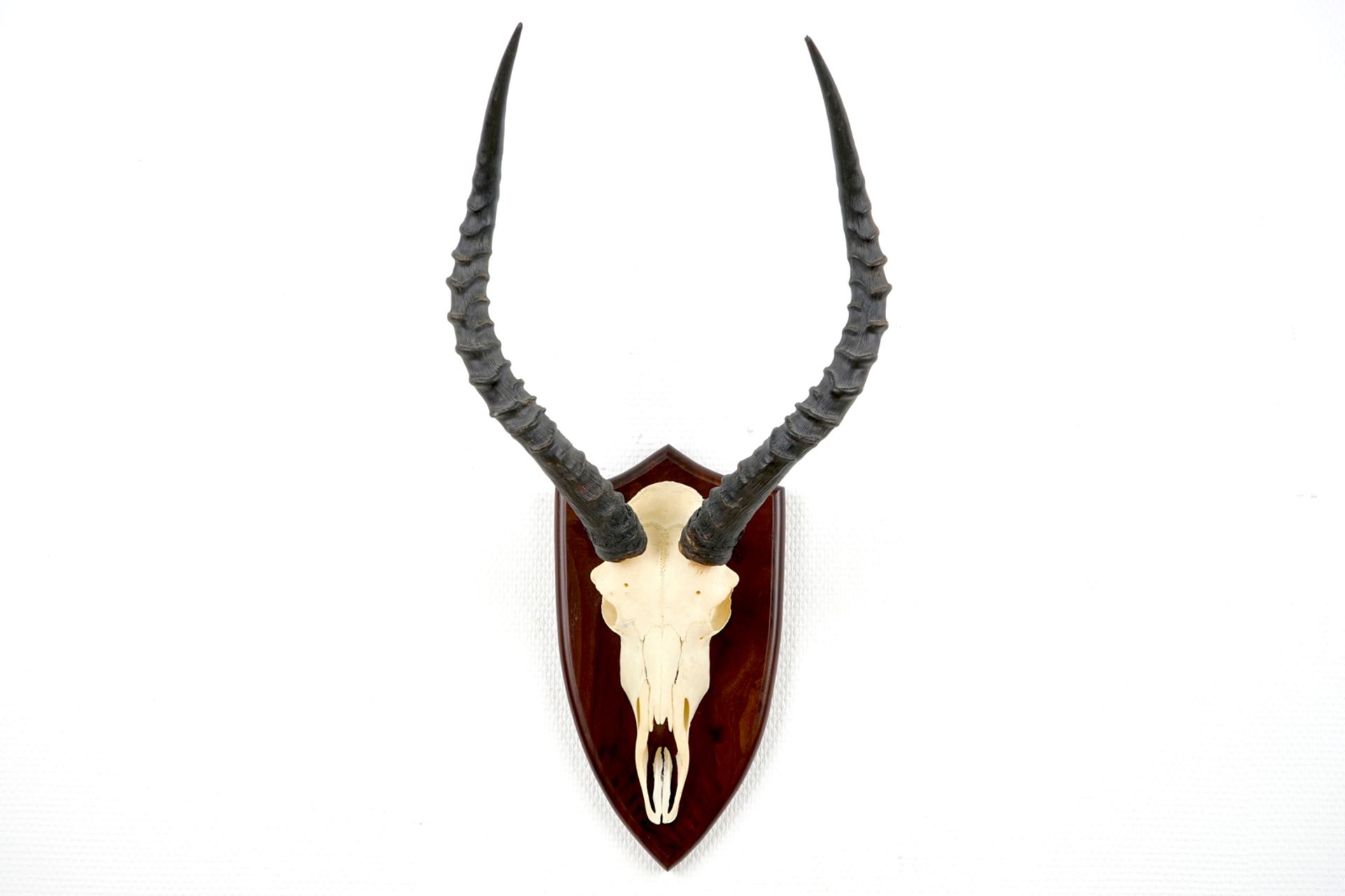 An impala skull with horns, mounted on wood, late 20th C. H.: 57,5 cm - W.: 31,5 cm Condition