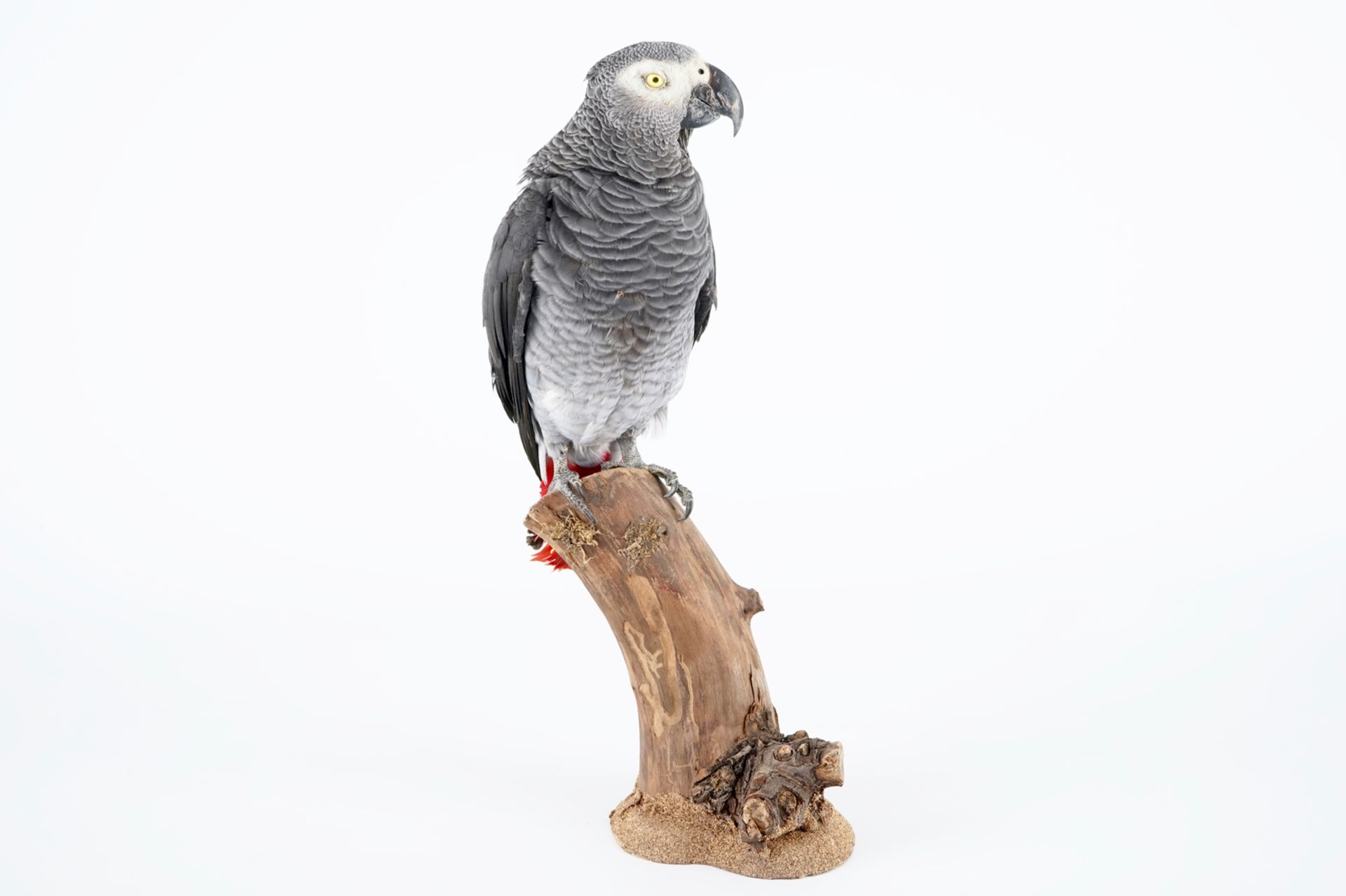 An African grey parrot, taxidermy, late 20th C. H.: 41 cm Condition reports and high resolution - Image 2 of 7