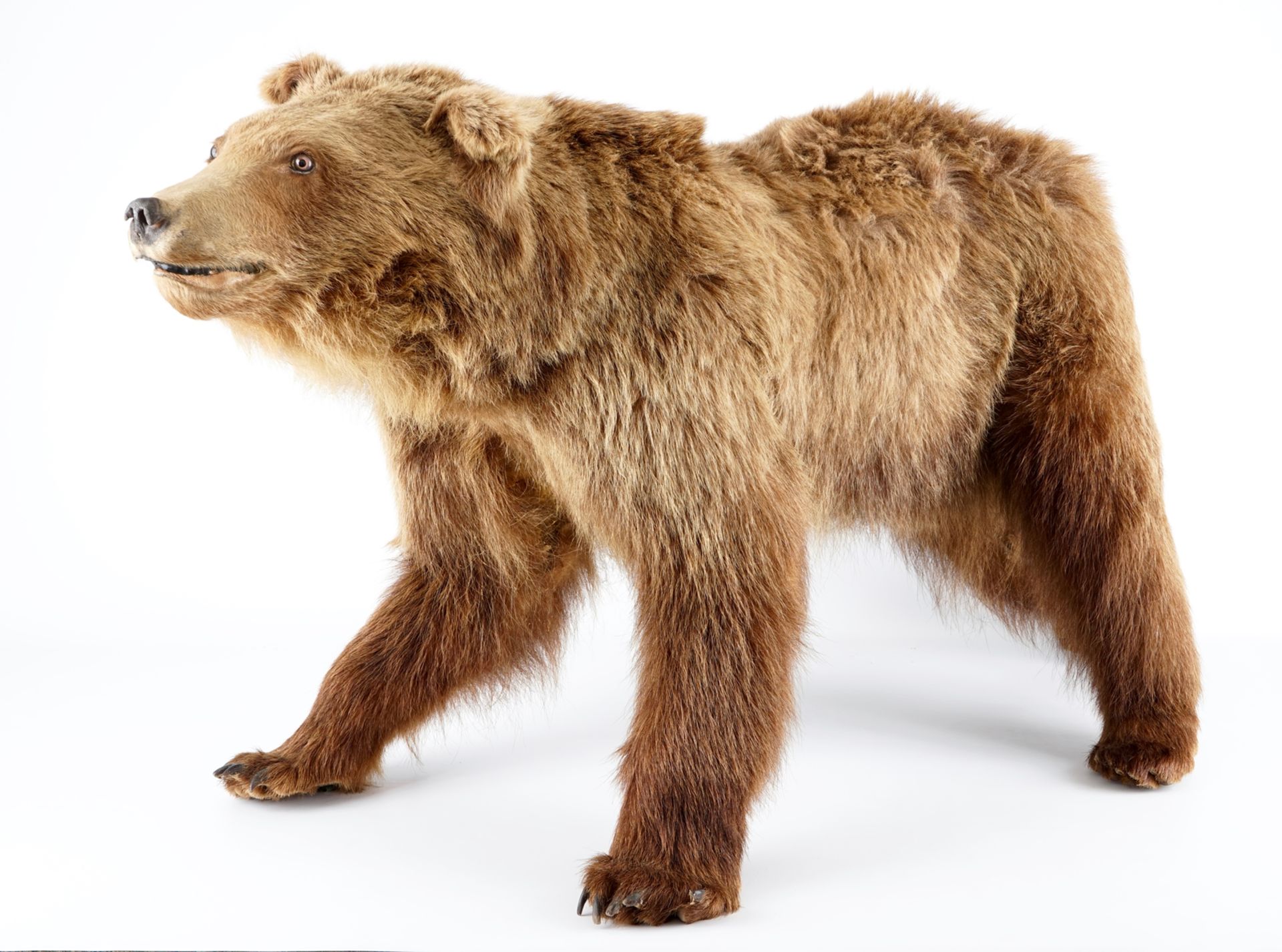 A brown bear, presented standing, taxidermy L.: 154 cm - H.: 80 cm With CITES certificate. Condition