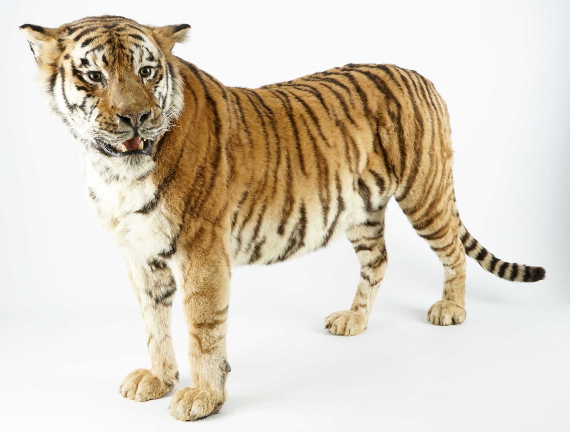 A Bengal tiger, presented standing, recent taxidermy L.: 168 cm - H.: 97 cm Of very good quality.