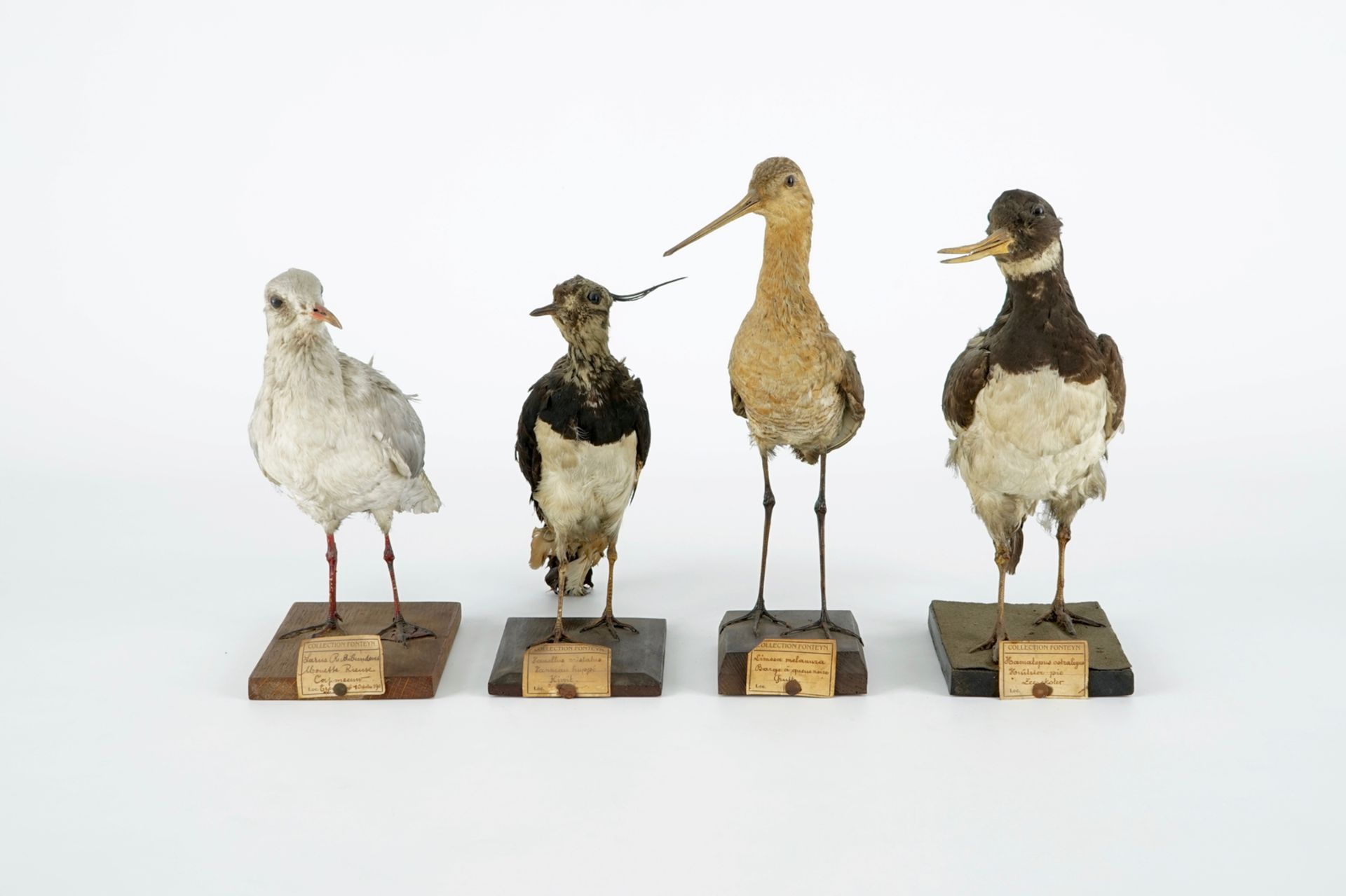 A collection of 13 birds, taxidermy, 19/20th C. H.: 36,5 cm (the tallest) Several labelled " - Image 8 of 16