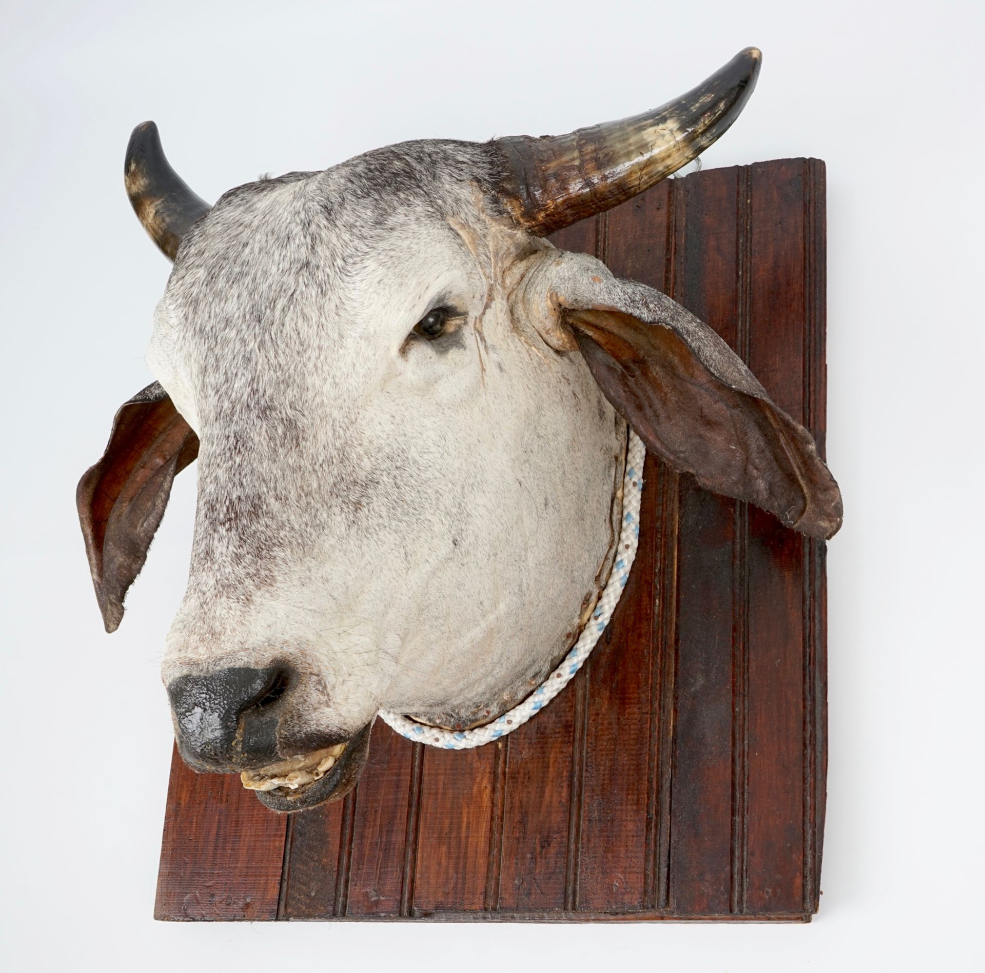 A head of a Brahman cow, modern taxidermy H.: 63 cm Condition reports and high resolution pictures - Image 5 of 5