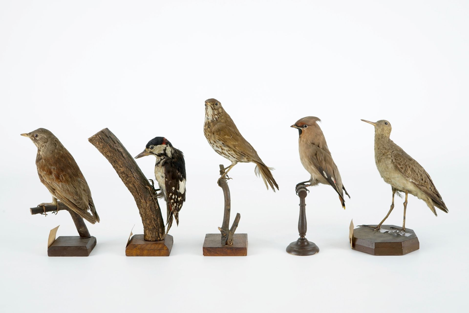 A collection of 14 birds, taxidermy, 19/20th C. H.: 35,5 cm (the tallest) Several labelled " - Image 8 of 17