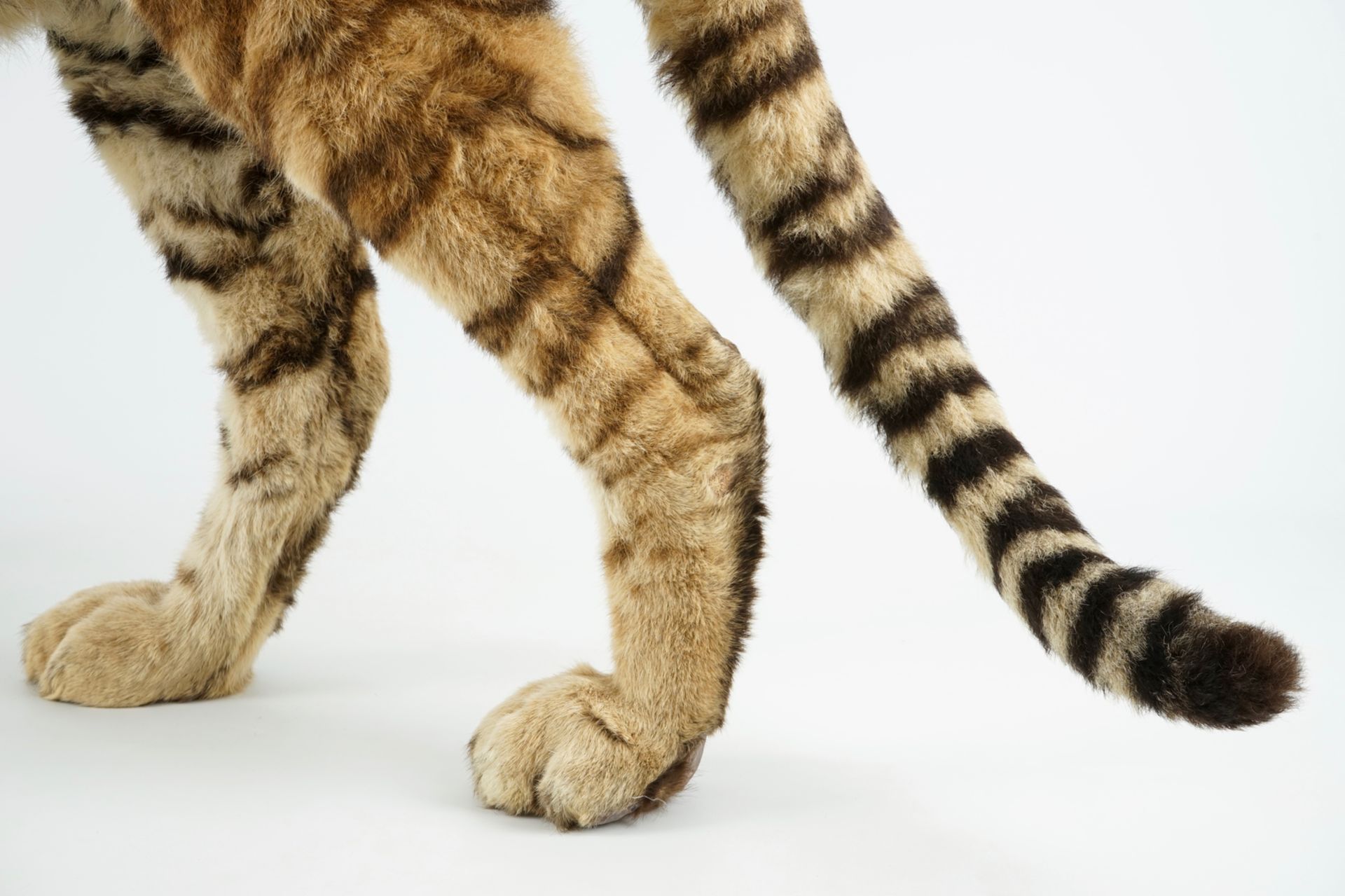 A Bengal tiger, presented standing, recent taxidermy L.: 168 cm - H.: 97 cm Of very good quality. - Image 7 of 9