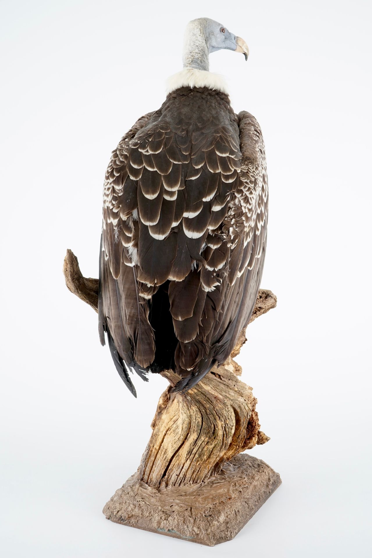 A Rüppell's vulture, presented on branch, recent taxidermy H.: 94,5 cm Incl. the original invoice. - Image 5 of 6