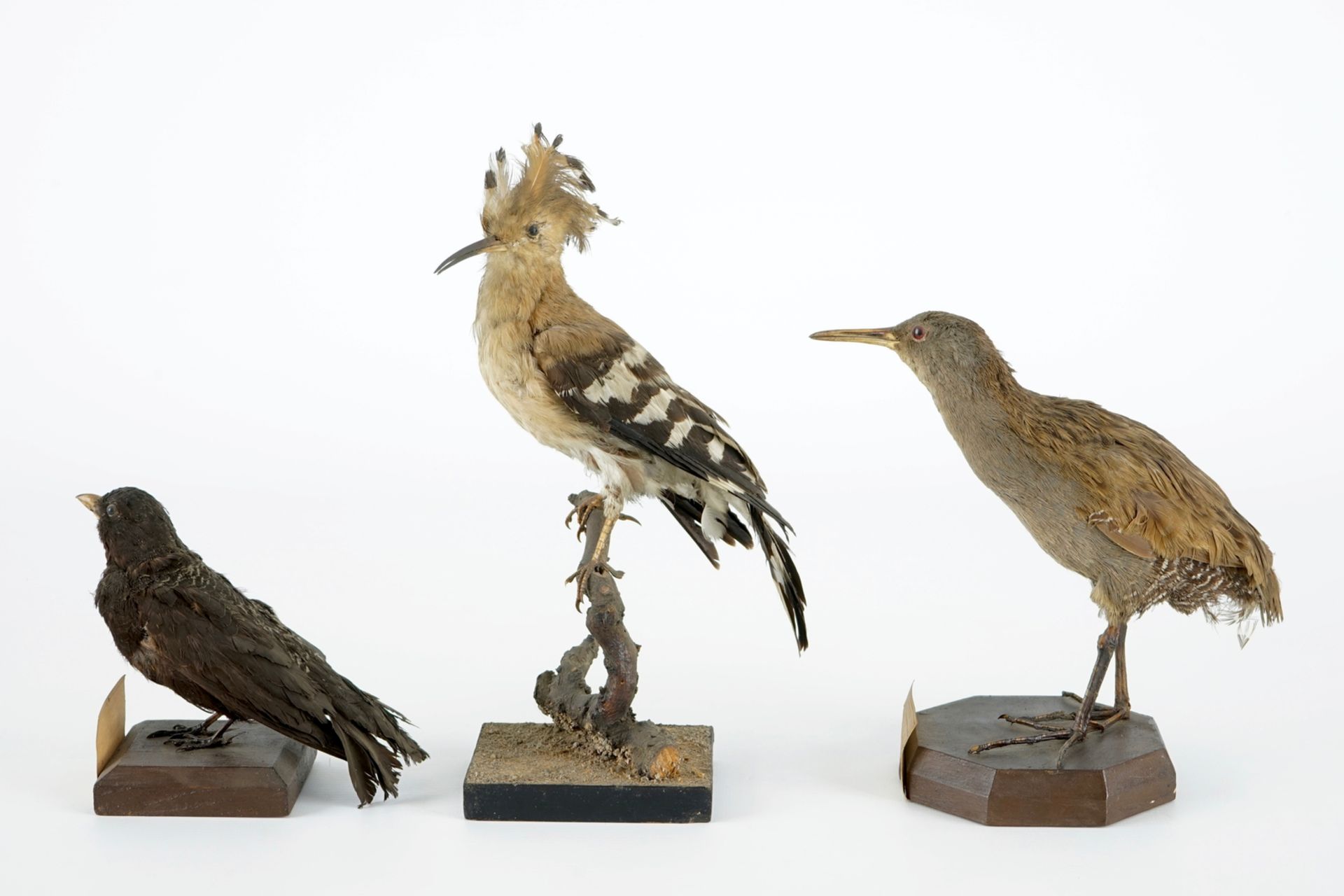 A collection of 5 birds, taxidermy, 19/20th C. H.: 47 cm (the tallest) Two labelled "Collection - Image 7 of 11