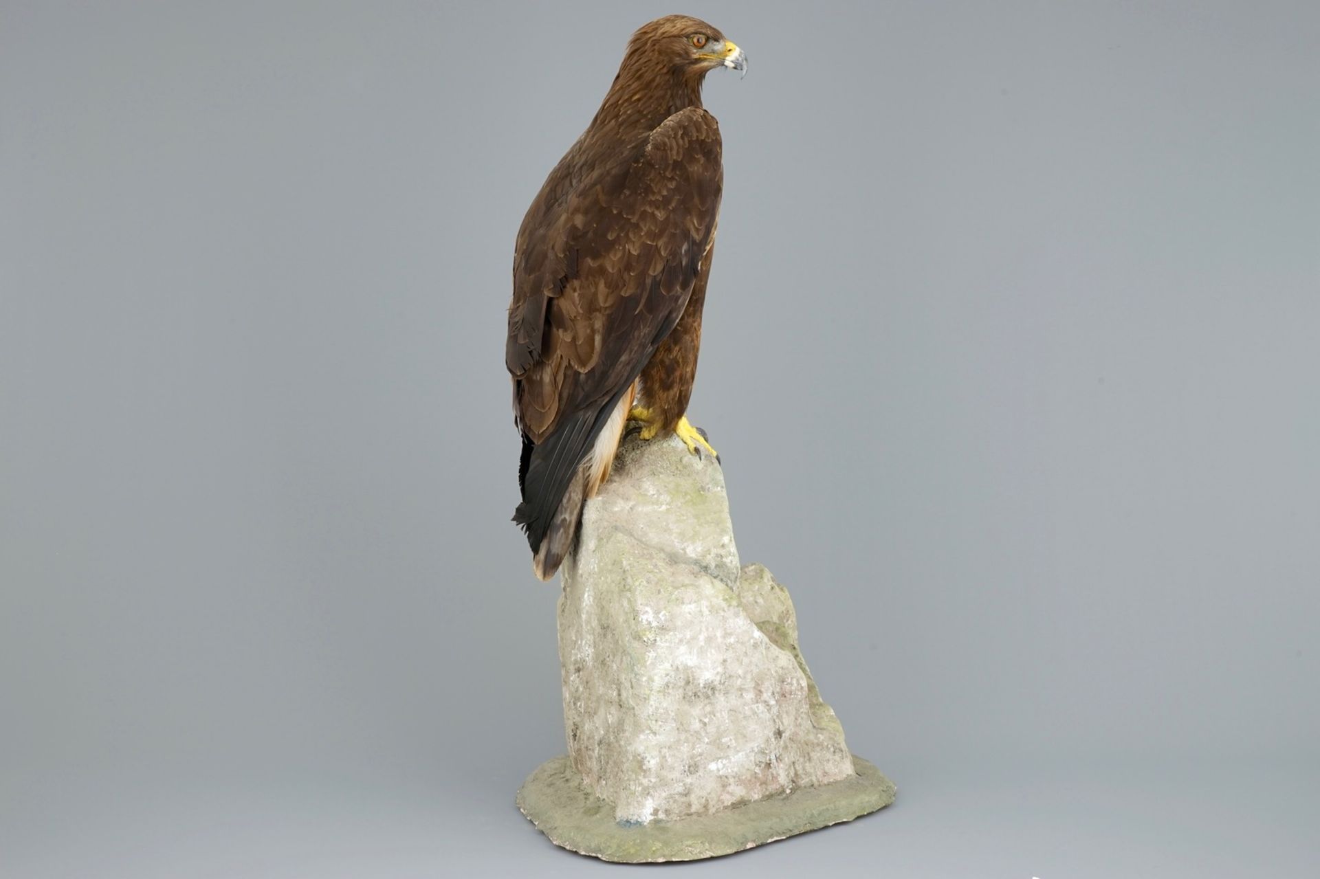 A golden eagle, presented standing on a rock, modern taxidermy CITES incl.     Condition reports and - Image 6 of 11