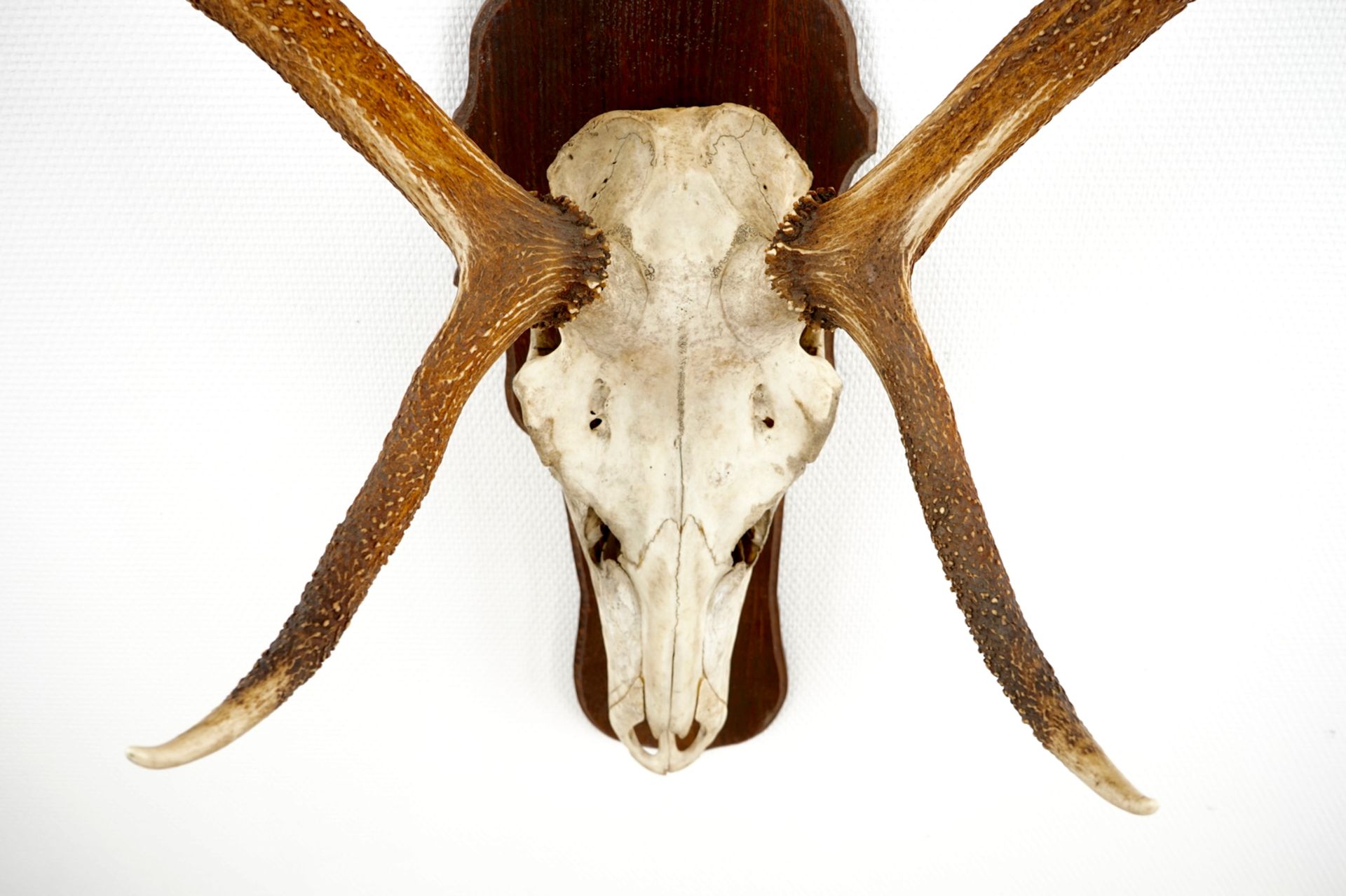 A skull of a red deer with large antlers, mounted on wood L.: 142 cm  Condition reports and high - Image 3 of 7