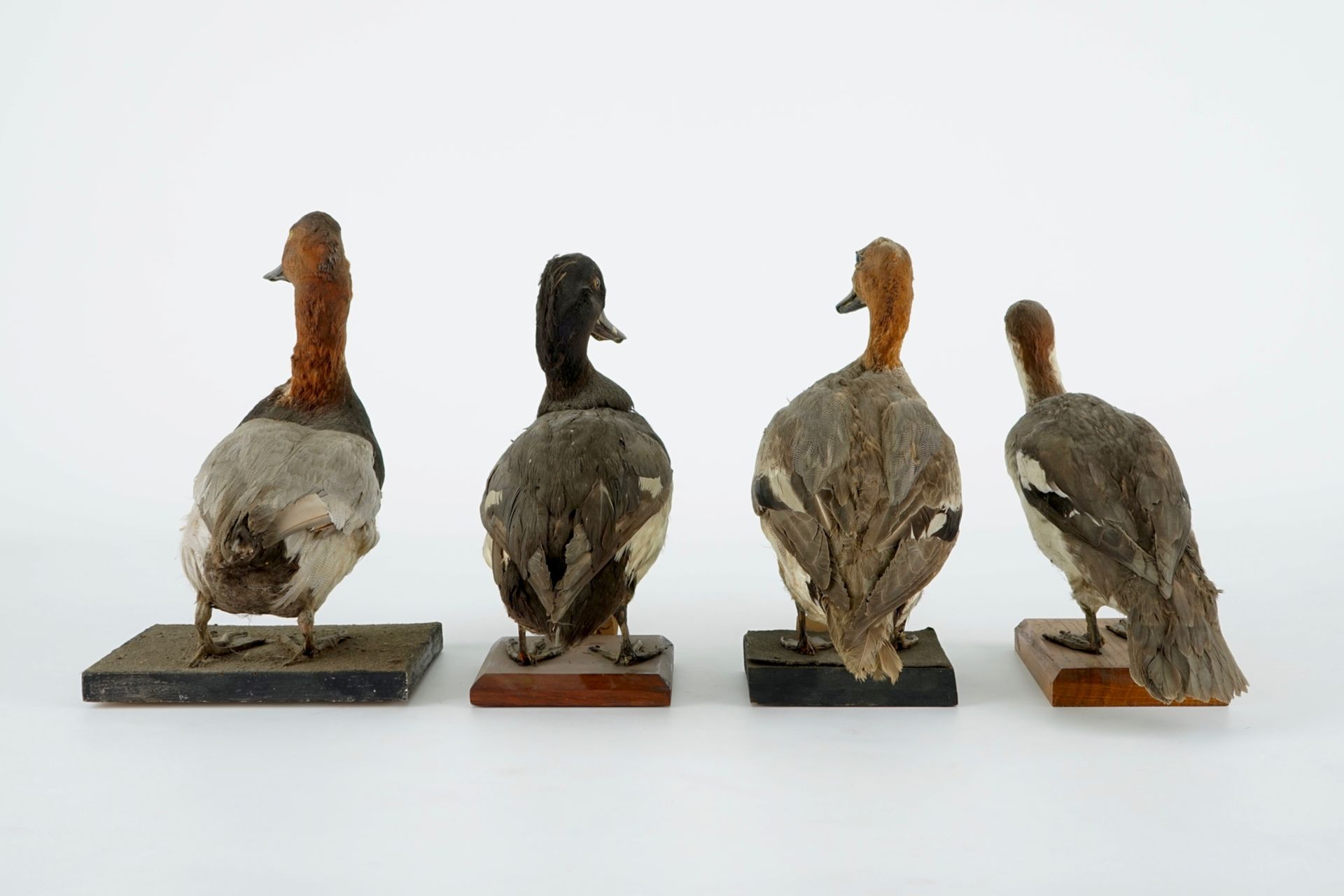 A collection of 15 birds, taxidermy, 19/20th C. H.: 33 cm (the tallest) Several labelled "Collection - Image 13 of 21