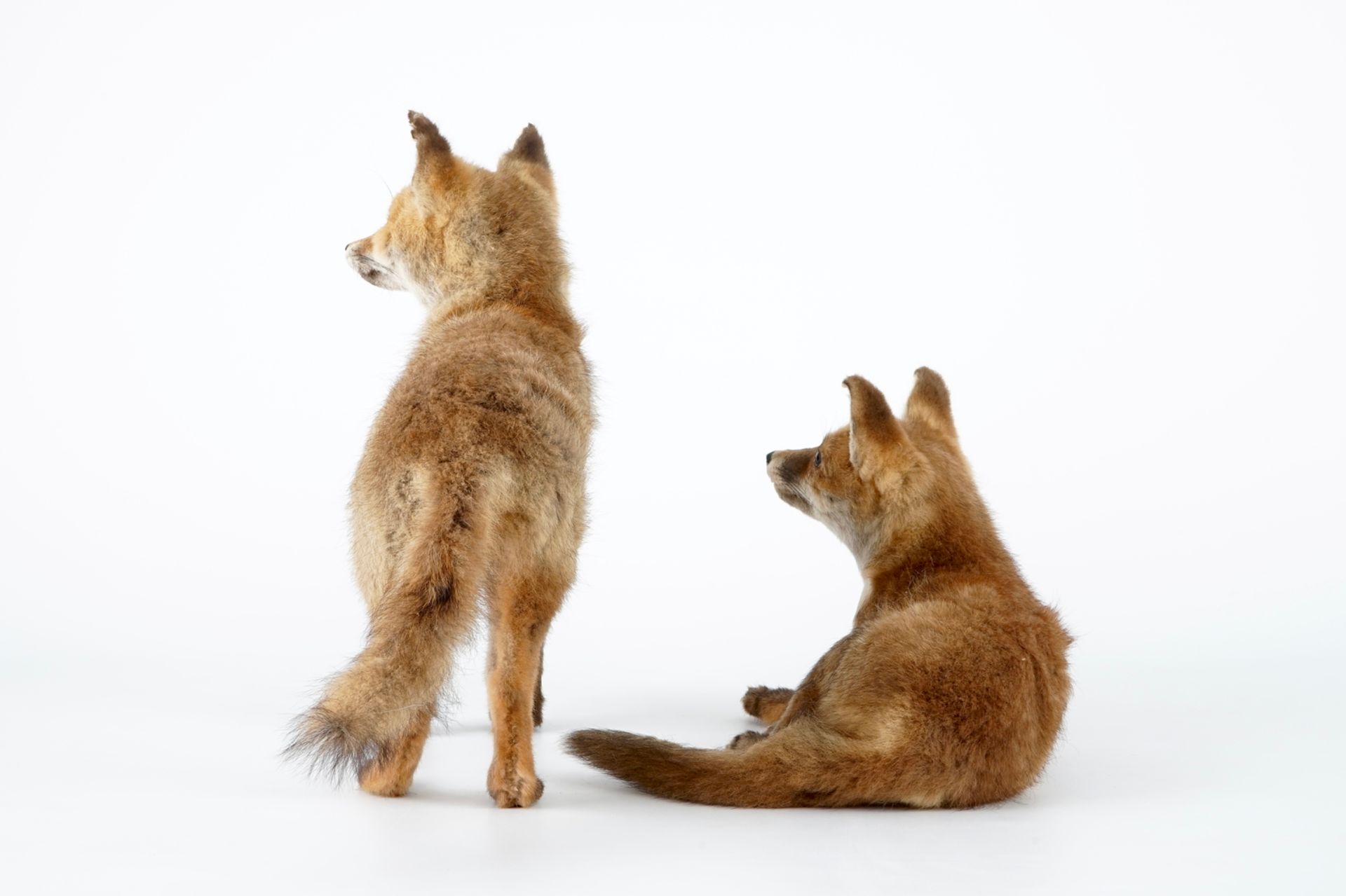 Two fox cubs, modern taxidermy, 2nd half 20th C. H.: 39,5 cm (the standing specimen) Condition - Image 5 of 7