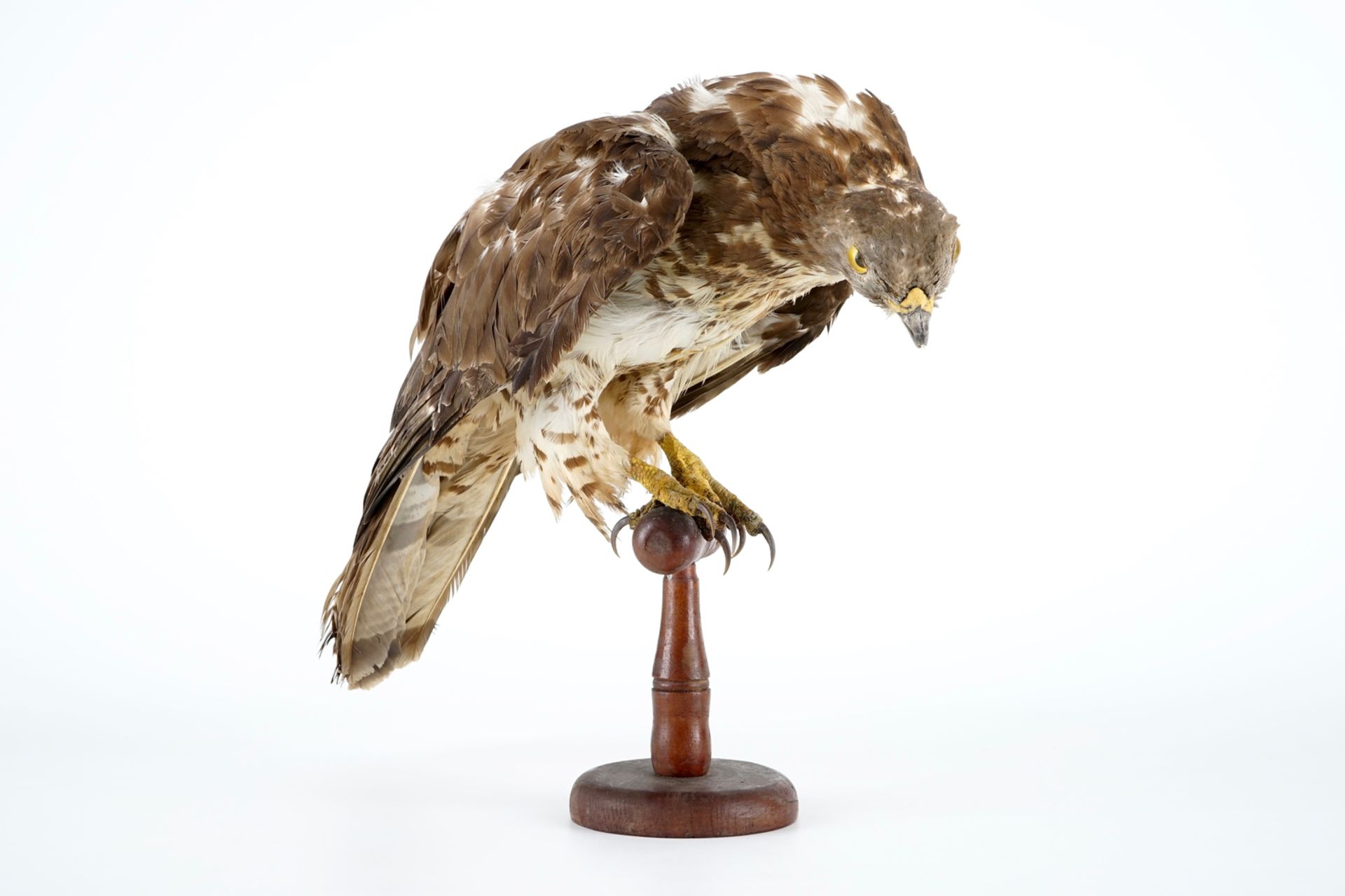 A European honey buzzard, taxidermy, 1st half 20th C. H.: 35,5 cm Condition reports and high - Image 2 of 8