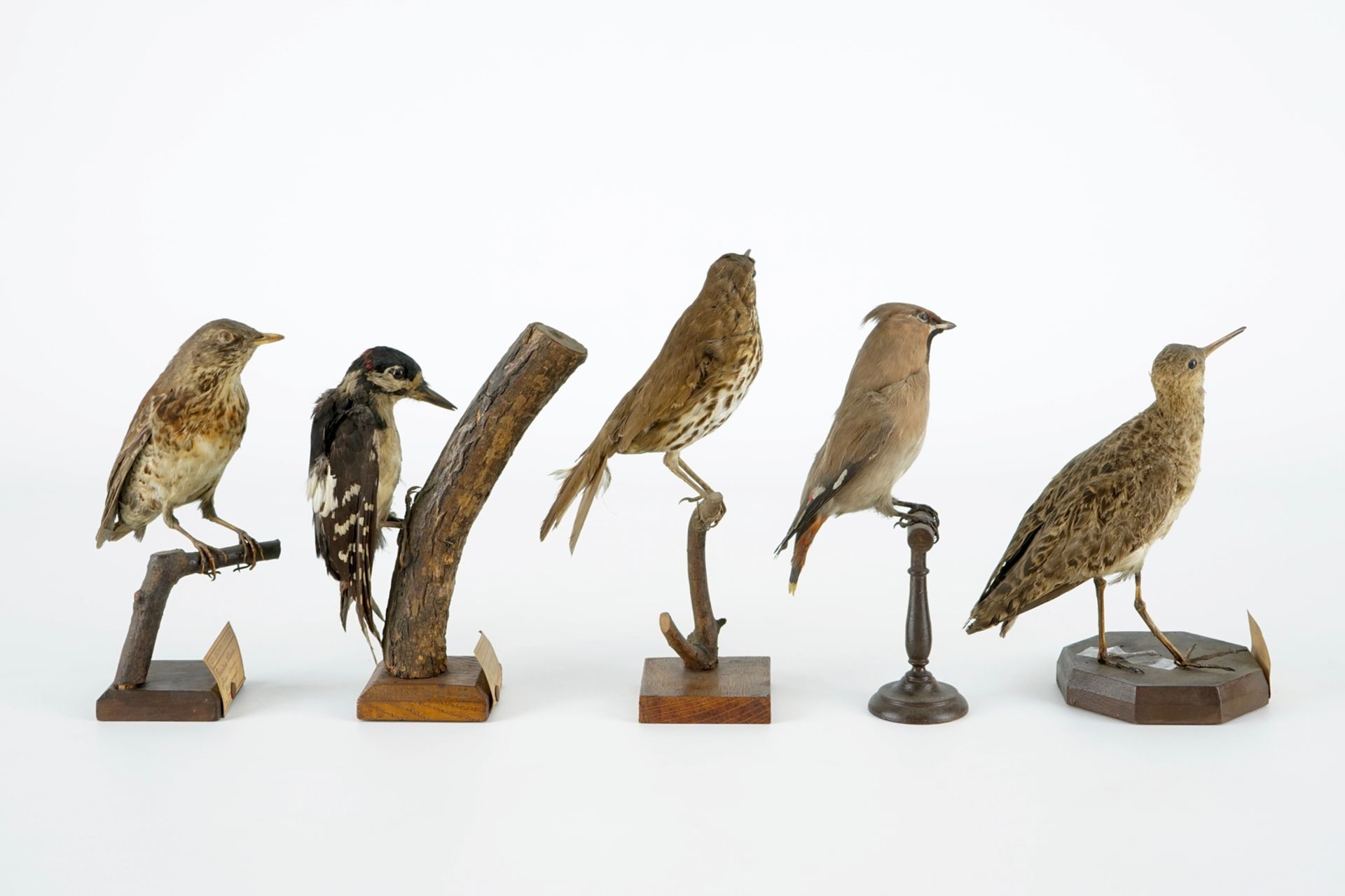 A collection of 14 birds, taxidermy, 19/20th C. H.: 35,5 cm (the tallest) Several labelled " - Image 10 of 17