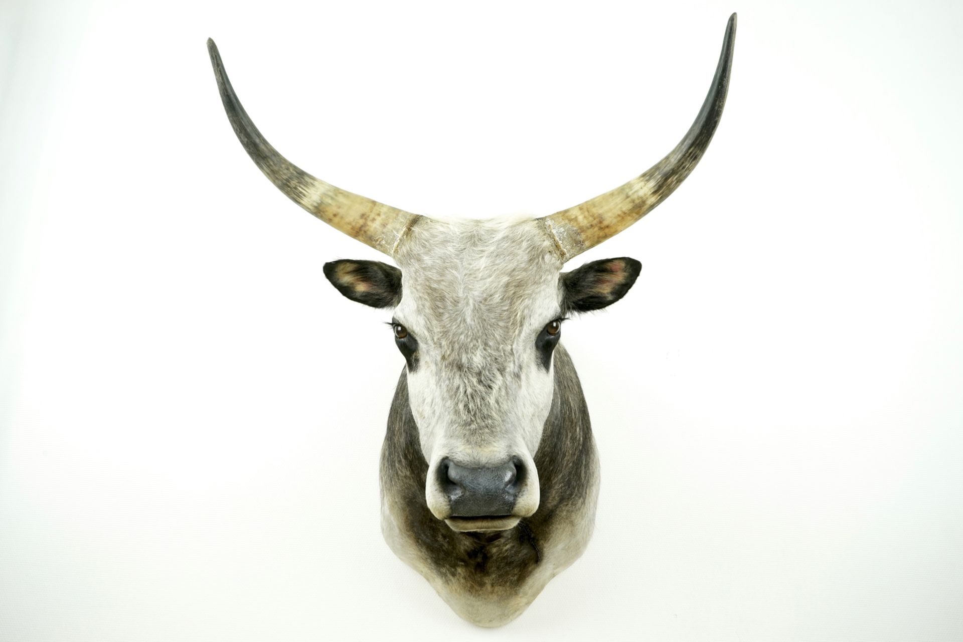 A large bust of a Hungarian grey bull, modern taxidermy H.: 102,5 cm - D.: 101 cm - W.: 83 cm (