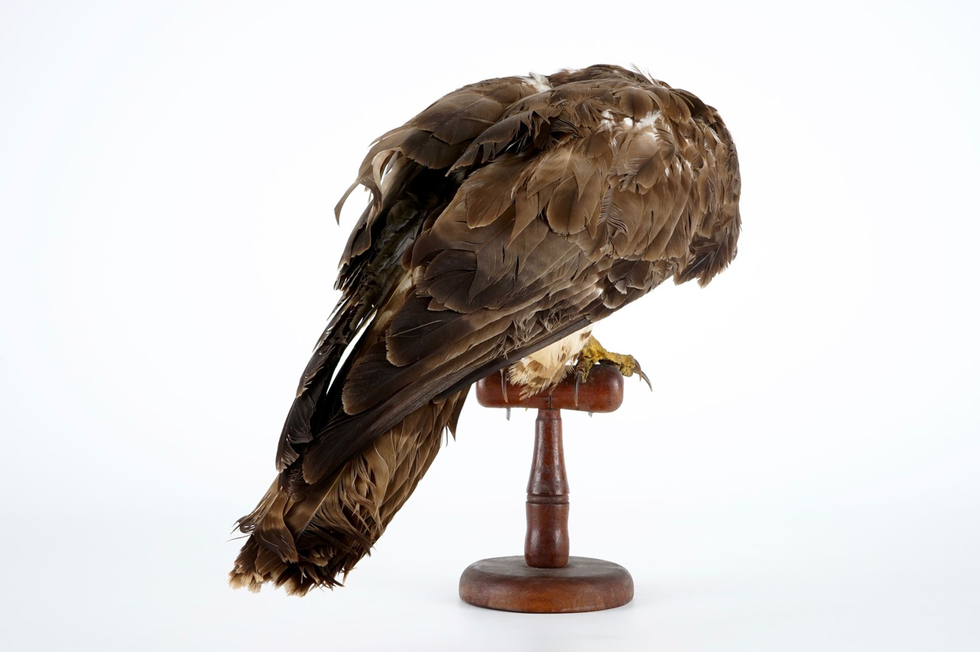 A European honey buzzard, taxidermy, 1st half 20th C. H.: 35,5 cm Condition reports and high - Image 5 of 8