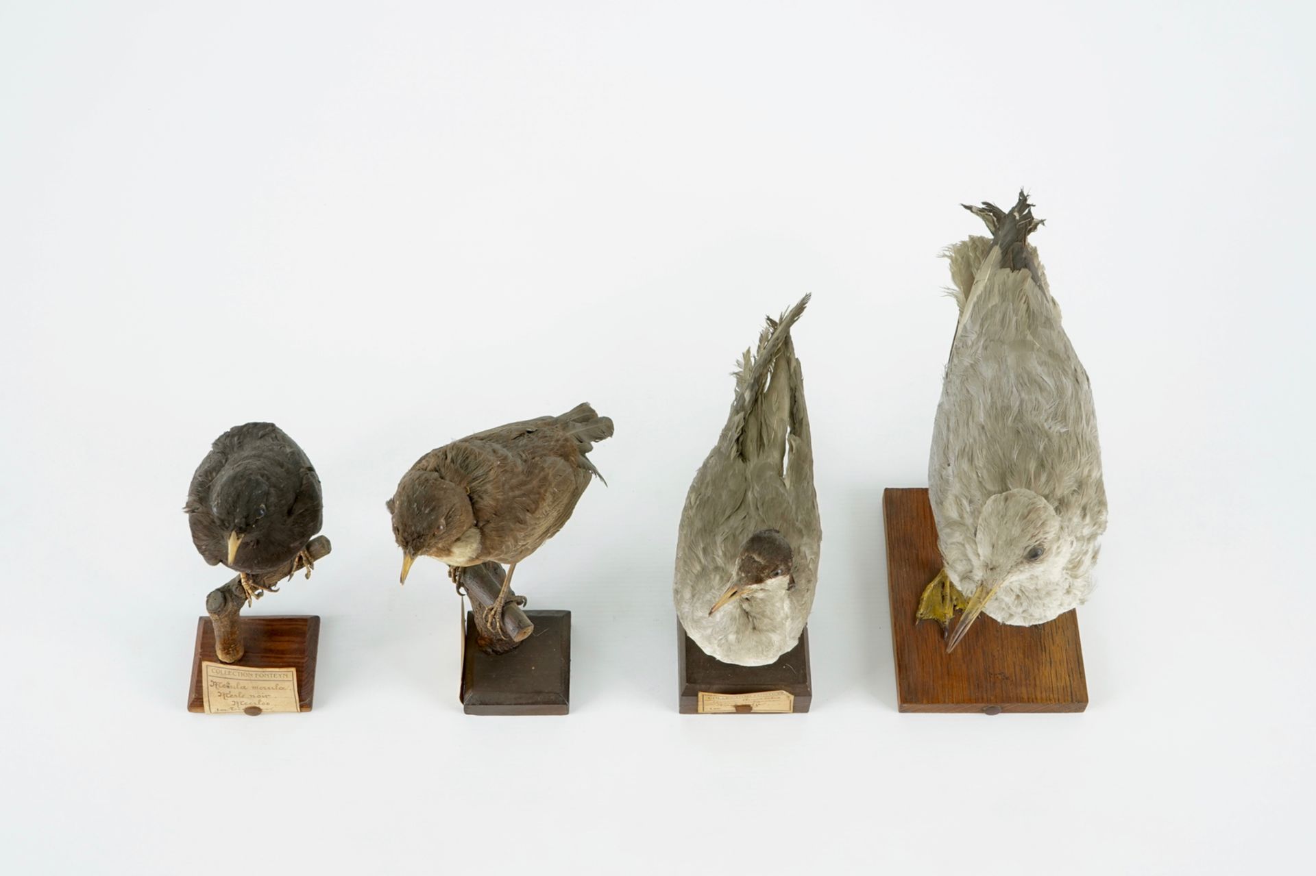 A collection of 10 birds, taxidermy, 19/20th C. H.: 25 cm (the tallest) Several labelled "Collection - Image 11 of 11