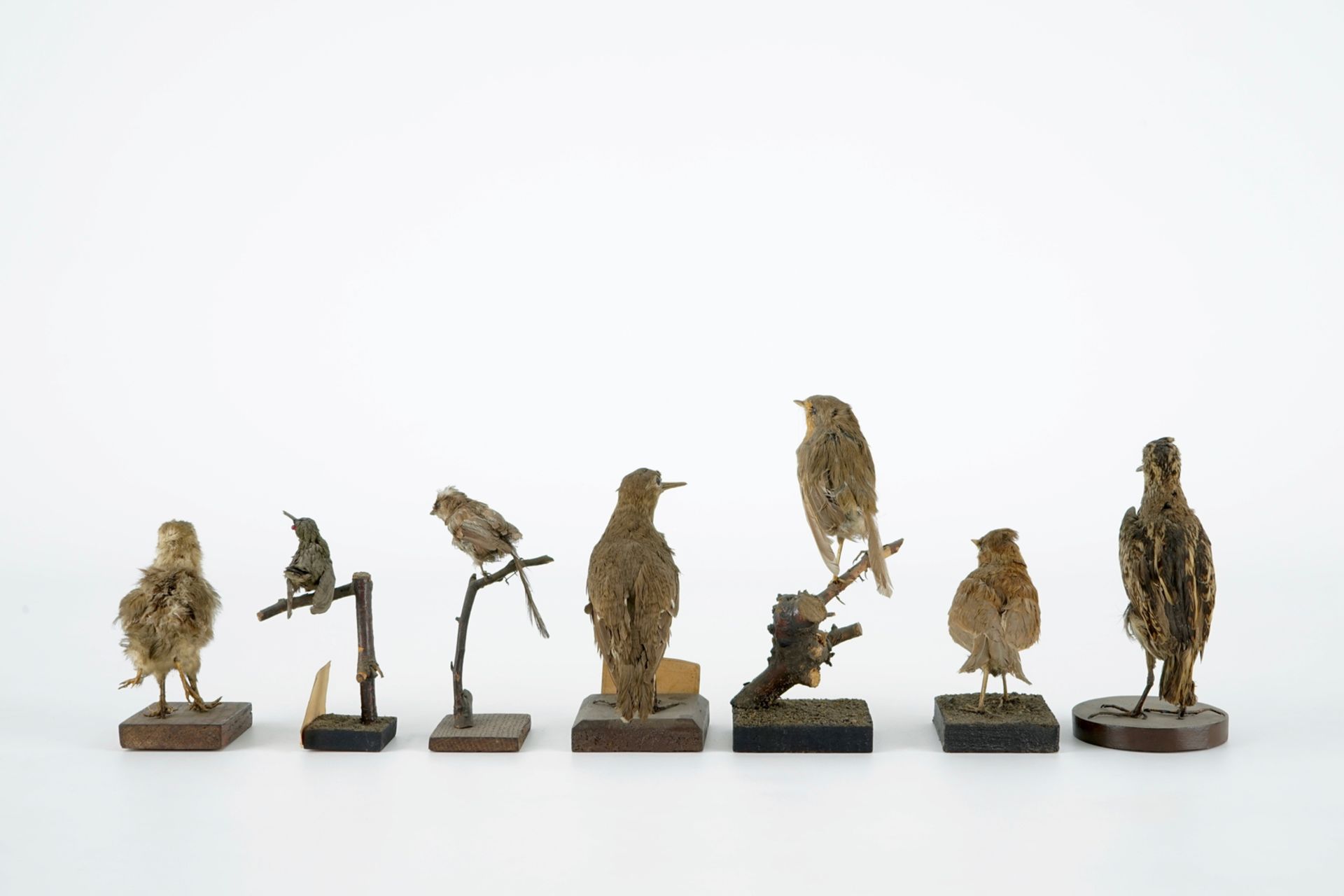 A collection of 20 birds and a nest, taxidermy, 19/20th C. H.: 23,5 cm (the tallest) Several - Image 5 of 21