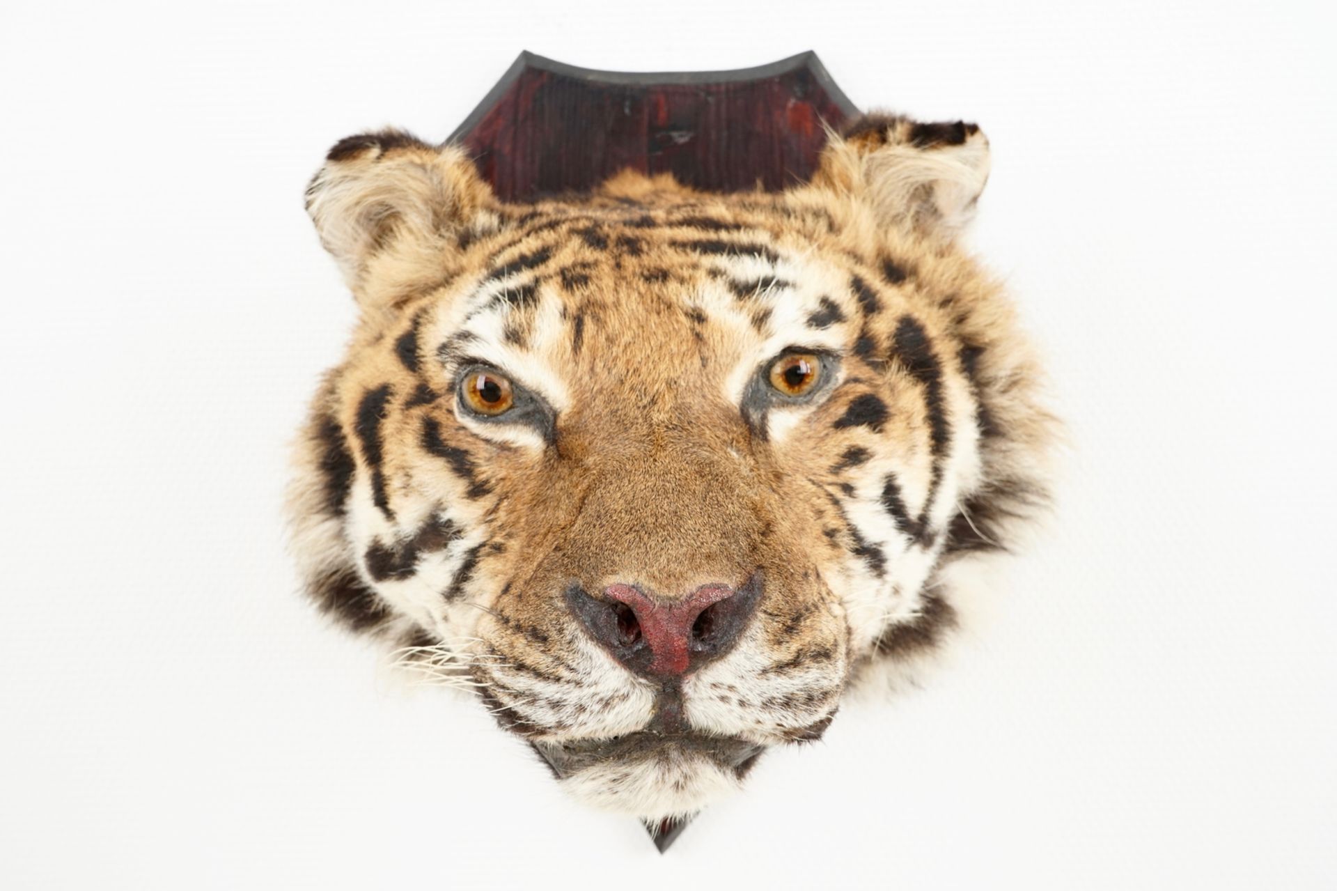 A mounted head of a Siberian tiger, taxidermy, 2nd half 20th C. L.: 36 cm - H.: 35 cm Incl. CITES.