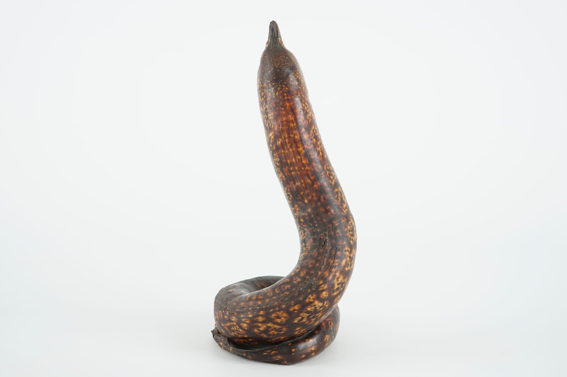 A moray eel, taxidermy, early 20th C. H.: 28 cm Condition reports and high resolution pictures are - Image 5 of 7