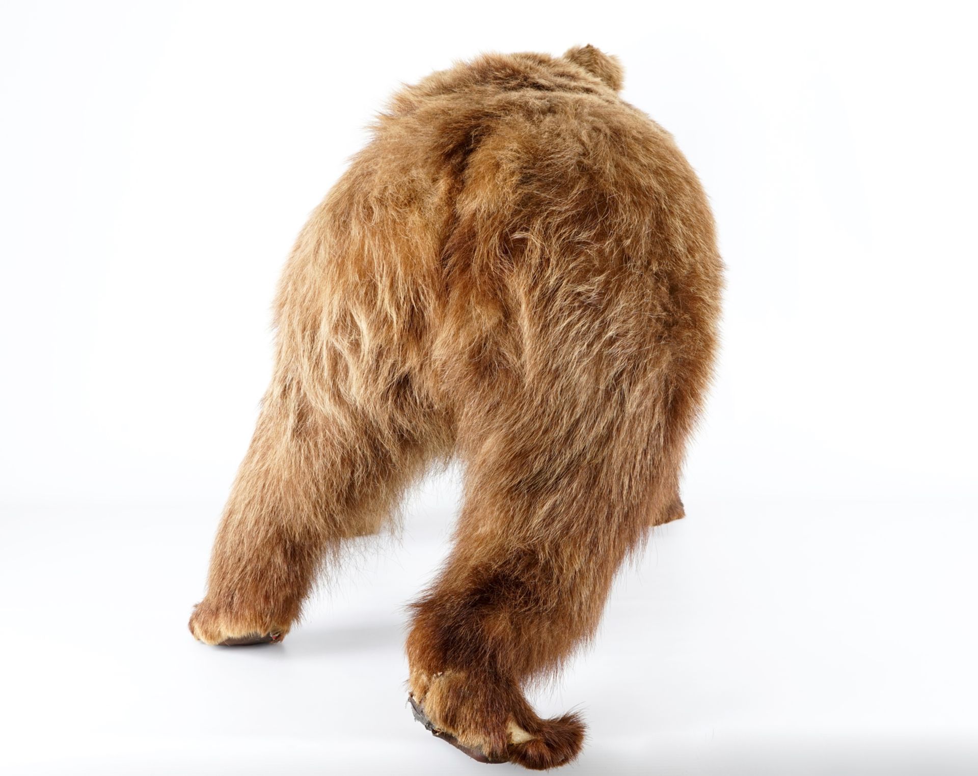 A brown bear, presented standing, taxidermy L.: 154 cm - H.: 80 cm With CITES certificate. Condition - Image 5 of 5