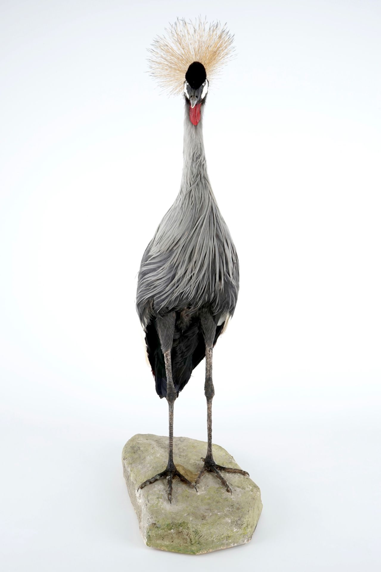 A grey crowned crane, presented standing on a ground, modern taxidermy H.: 112 cm Condition