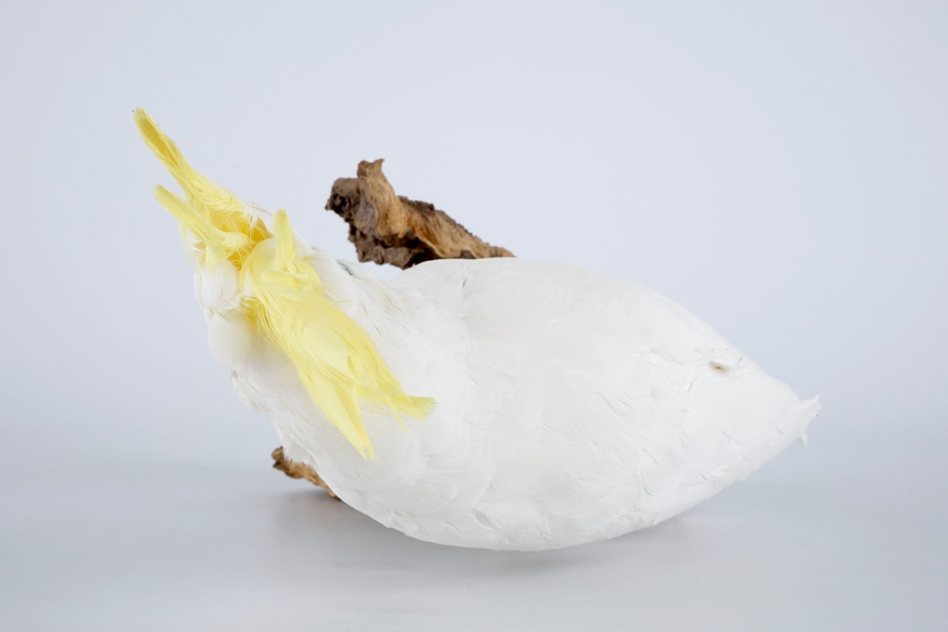 A sulphur-crested cockatoo, modern taxidermy H.: 47 cm Cacatua sulphurea, mounted on wood. With ring - Image 6 of 7