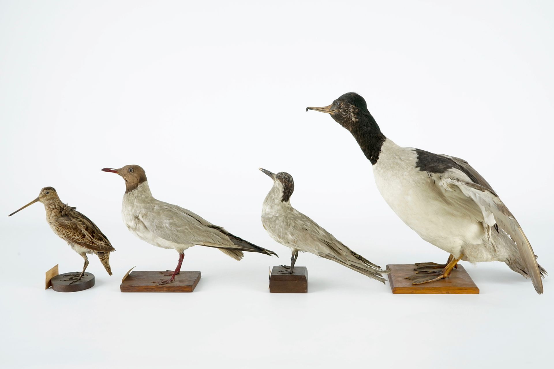 A collection of 14 birds, taxidermy, 19/20th C. H.: 35,5 cm (the tallest) Several labelled " - Image 12 of 17