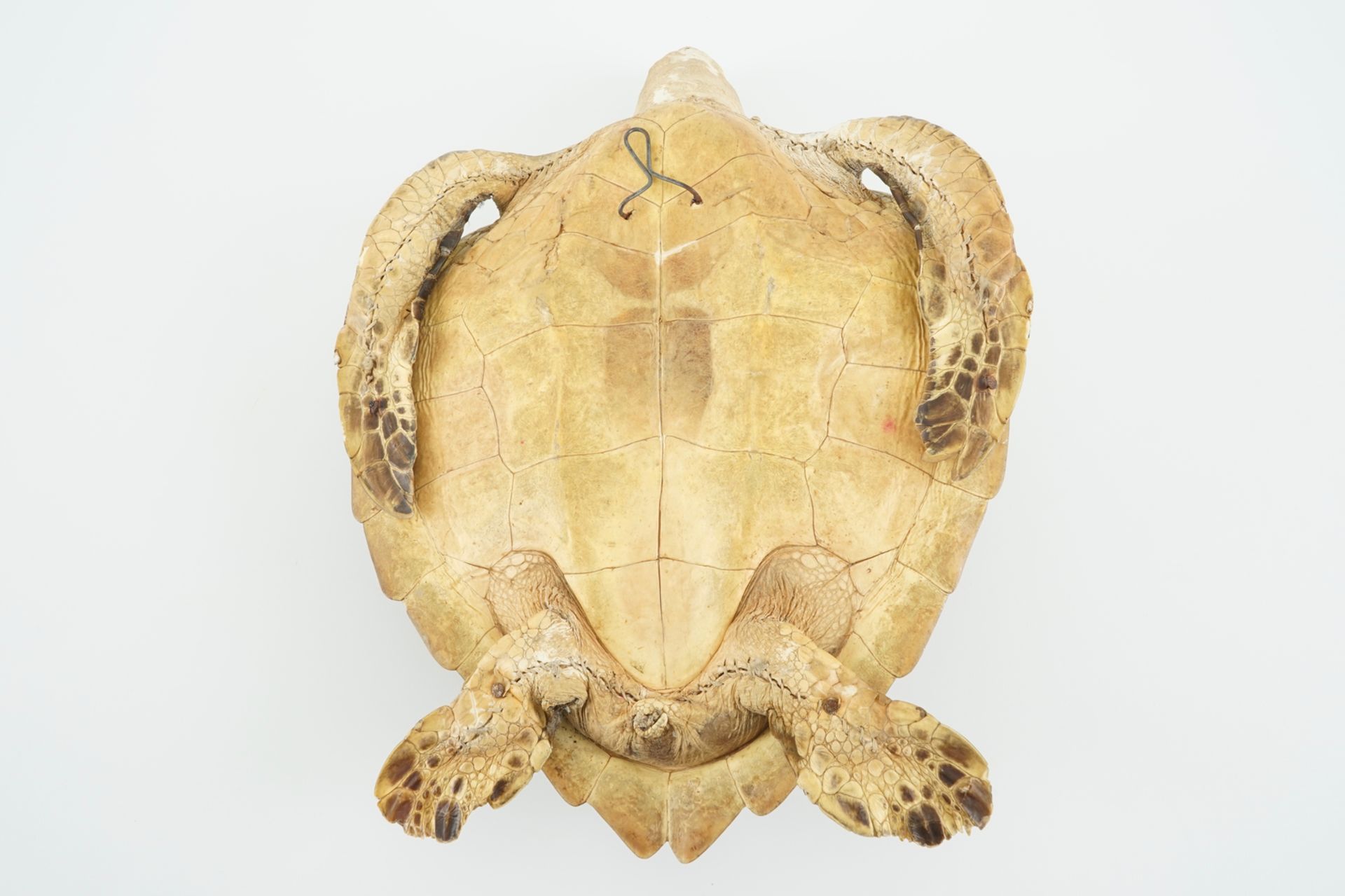 An old sea turtle, taxidermy, 19/20th C. Dim.: 50 x 33,5 cm Condition reports and high resolution - Image 8 of 10