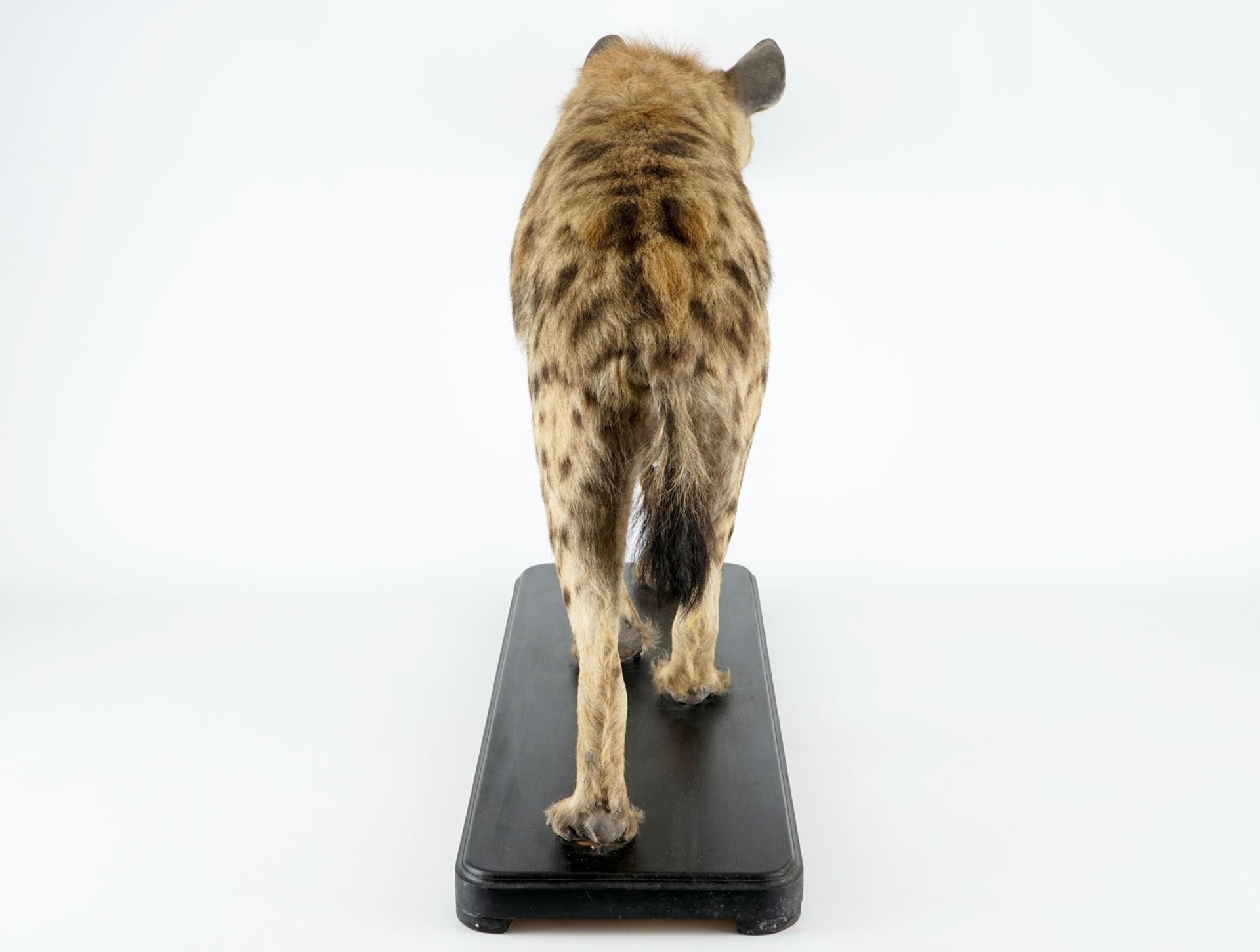 A hyena, presented standing, modern taxidermy H.: 81 cm - L.: 134 cm  Condition reports and high - Image 5 of 9