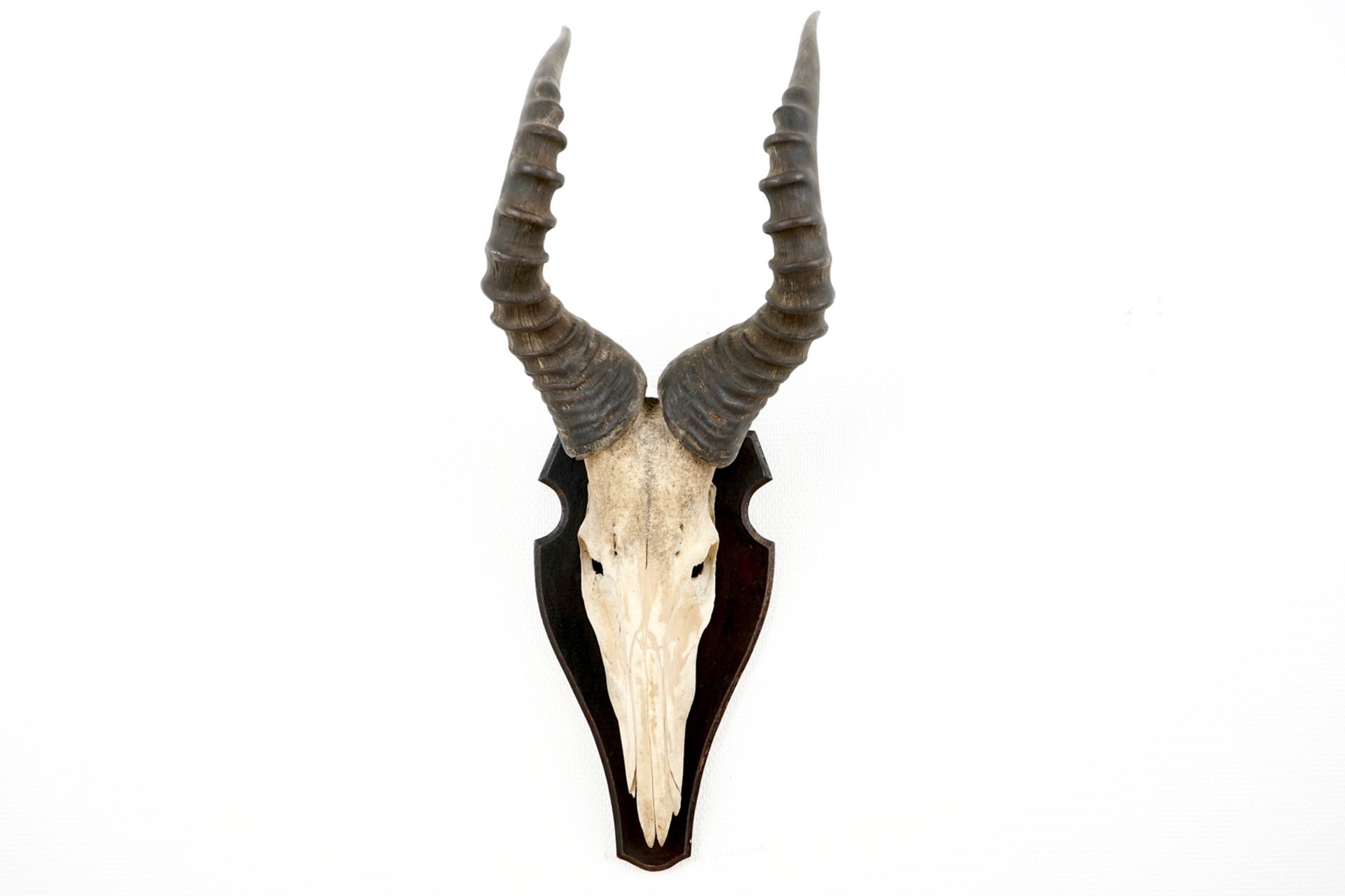 Three horned skulls of a blesbok, impala and reedbuck, mounted on wood H.: 62 cm - L.: 22 cmH.: 45