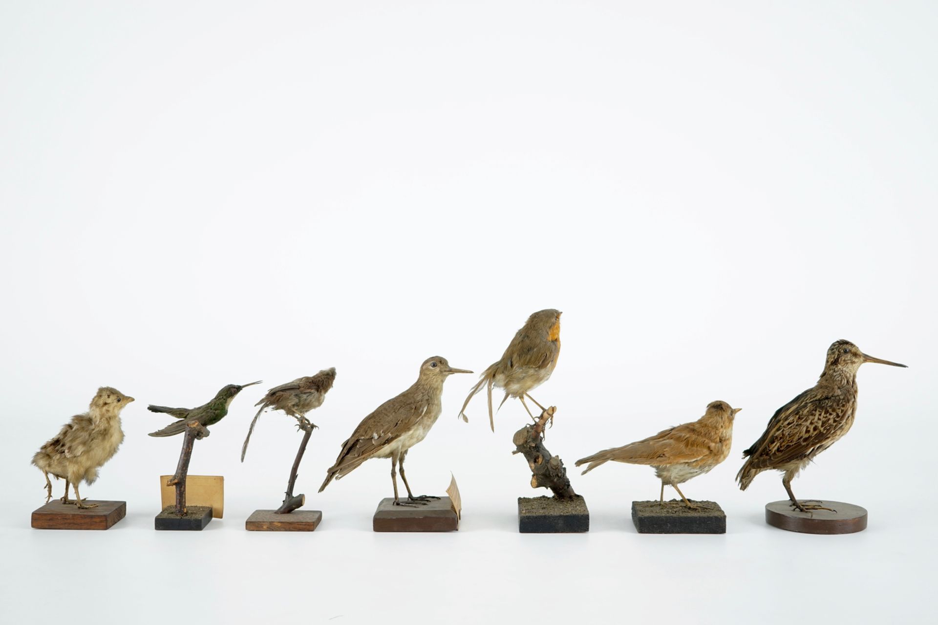 A collection of 20 birds and a nest, taxidermy, 19/20th C. H.: 23,5 cm (the tallest) Several - Image 4 of 21