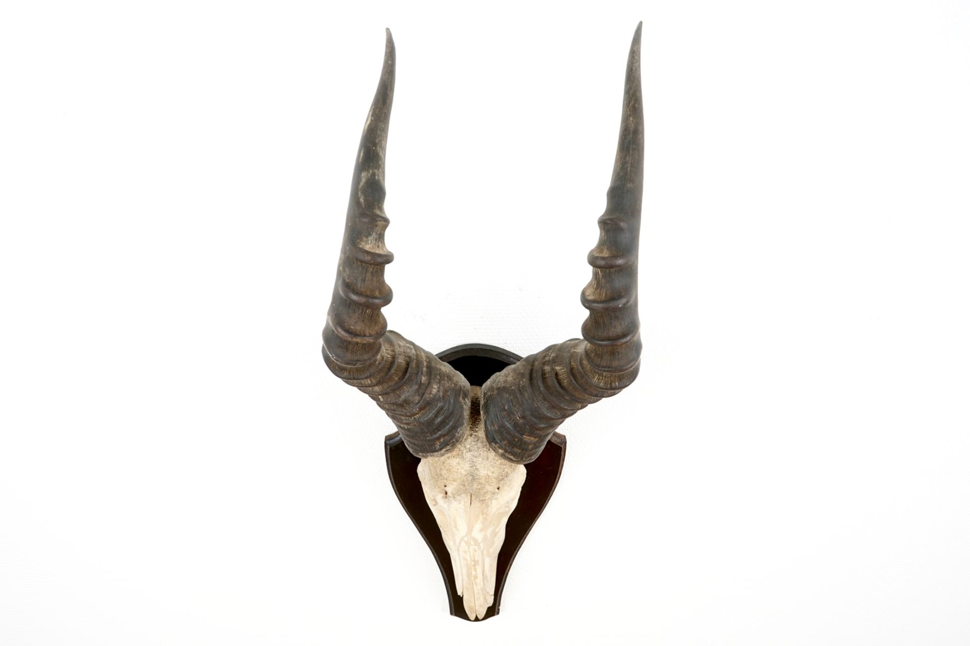 Three horned skulls of a blesbok, impala and reedbuck, mounted on wood H.: 62 cm - L.: 22 cmH.: 45 - Image 4 of 18