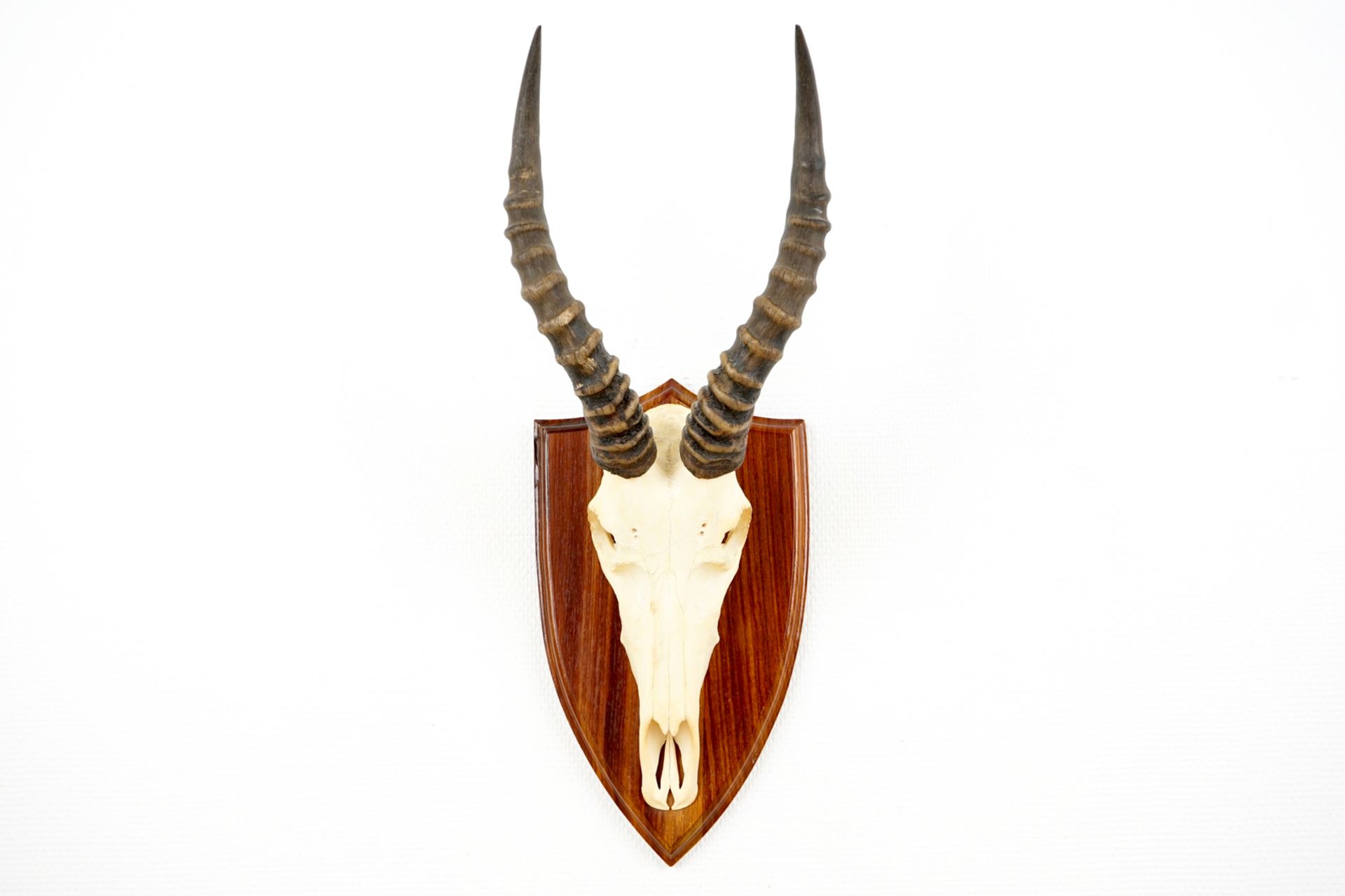 Three horned skulls of a blesbok, impala and reedbuck, mounted on wood H.: 62 cm - L.: 22 cmH.: 45 - Image 13 of 18