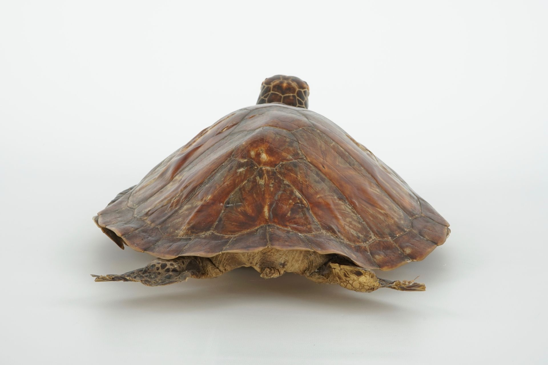 An old sea turtle, taxidermy, 19/20th C. Dim.: 50 x 33,5 cm Condition reports and high resolution - Image 6 of 10