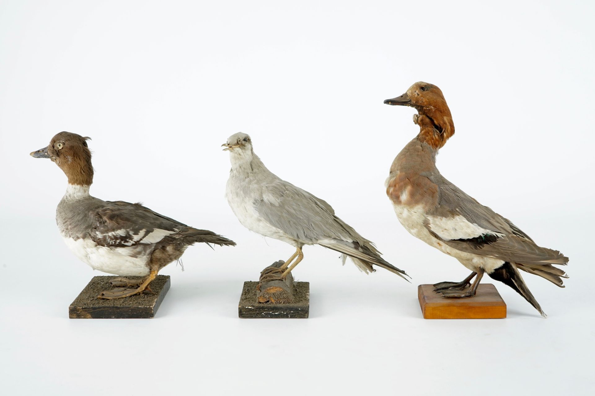 A collection of 15 birds, taxidermy, 19/20th C. H.: 33 cm (the tallest) Several labelled "Collection - Image 19 of 21