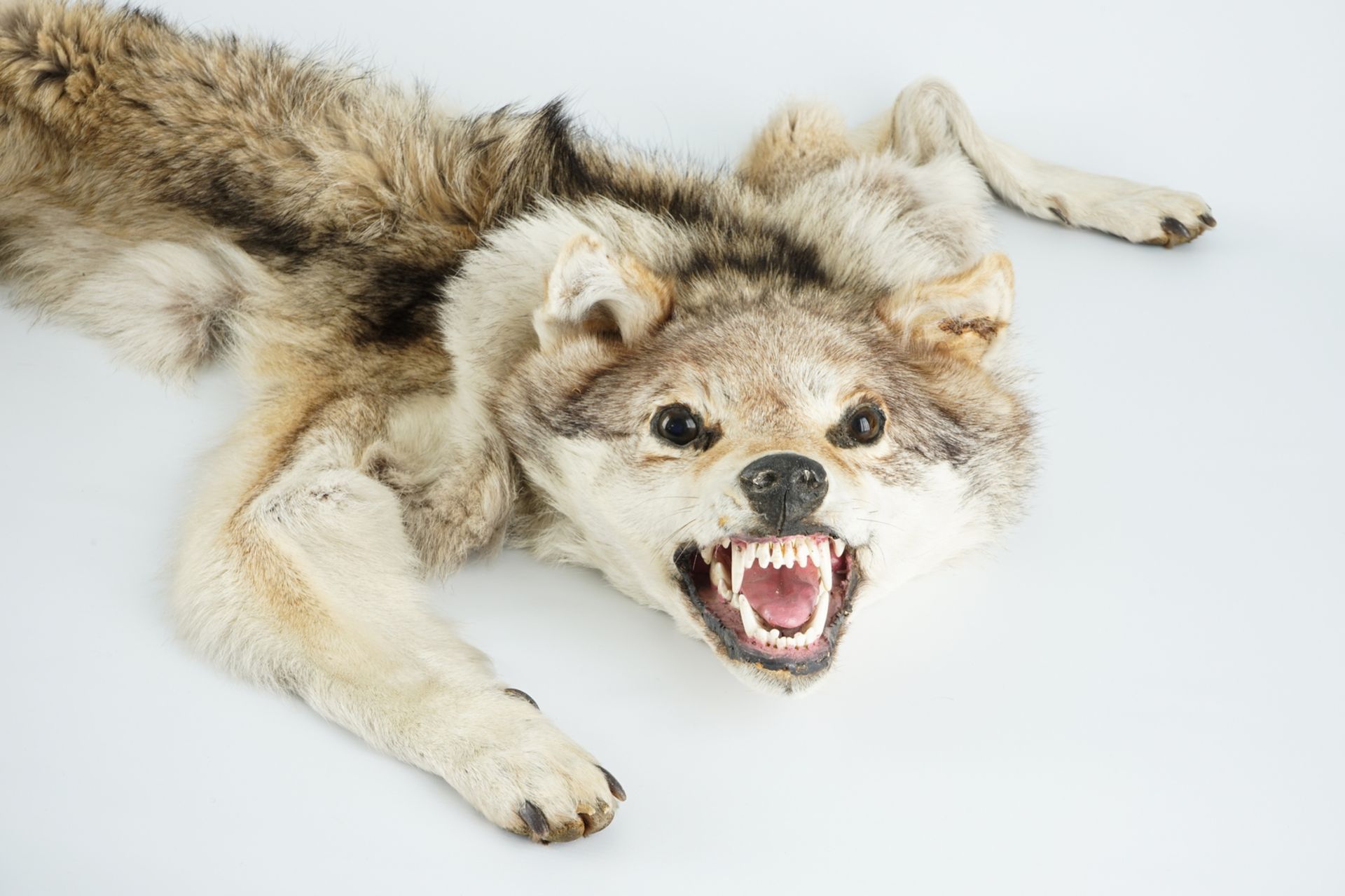 A taxidermy grey wolf skin rug, 2nd half 20th C. L.: 175 cm Condition reports and high resolution - Image 2 of 5