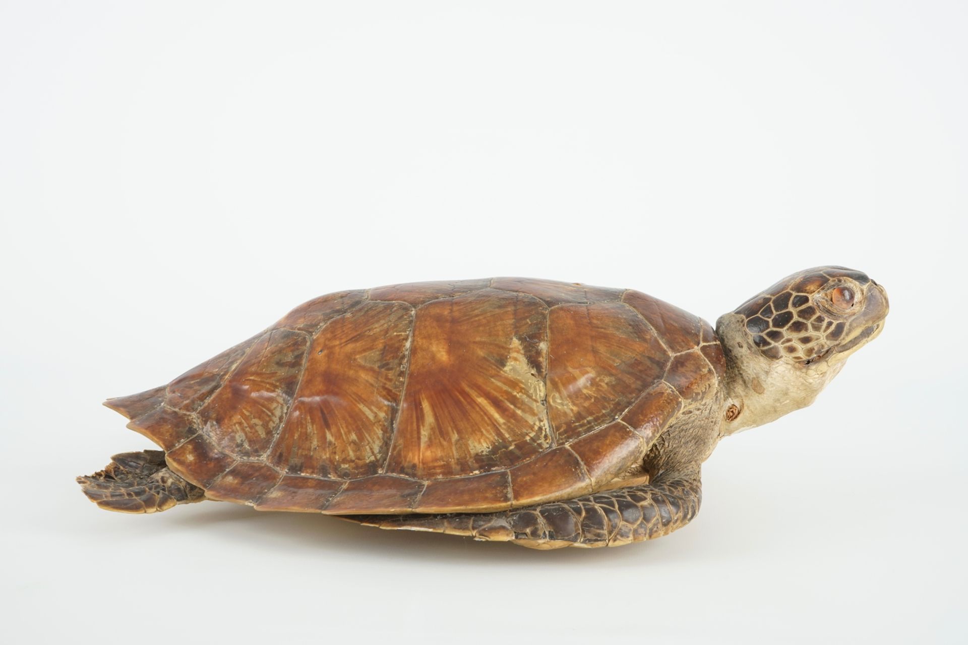 An old sea turtle, taxidermy, 19/20th C. Dim.: 50 x 33,5 cm Condition reports and high resolution - Image 5 of 10