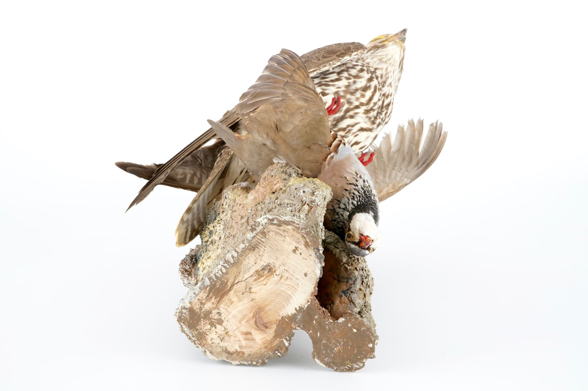 A saker falcon with a rock partridge as its prey, modern taxidermy H.: 52 cm Condition reports and - Image 8 of 8