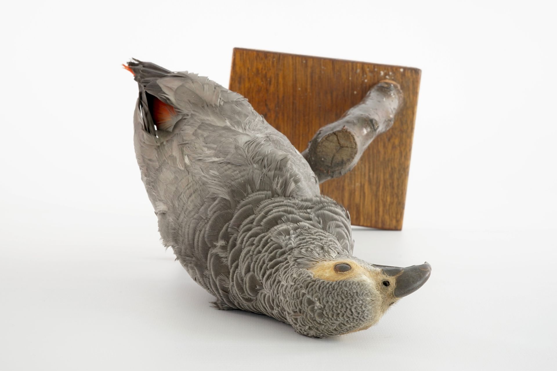 An African grey parrot, taxidermy, 20th C. H.: 26 cm (incl. stand) Condition reports and high - Image 5 of 5