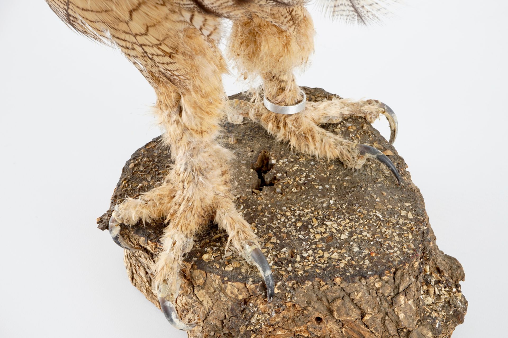 An eagle-owl, modern taxidermy H.: 55 cm Ringed, with CITES certificate. Condition reports and - Image 8 of 8