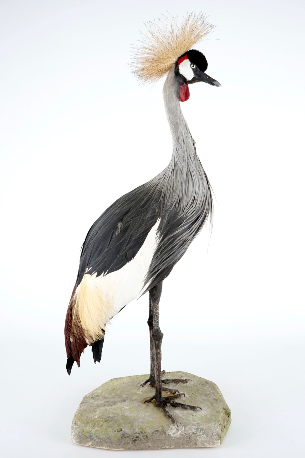 A grey crowned crane, presented standing on a ground, modern taxidermy H.: 112 cm Condition - Image 4 of 7