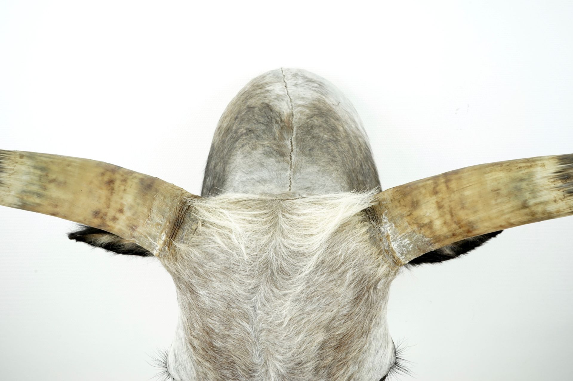 A large bust of a Hungarian grey bull, modern taxidermy H.: 102,5 cm - D.: 101 cm - W.: 83 cm ( - Image 4 of 4